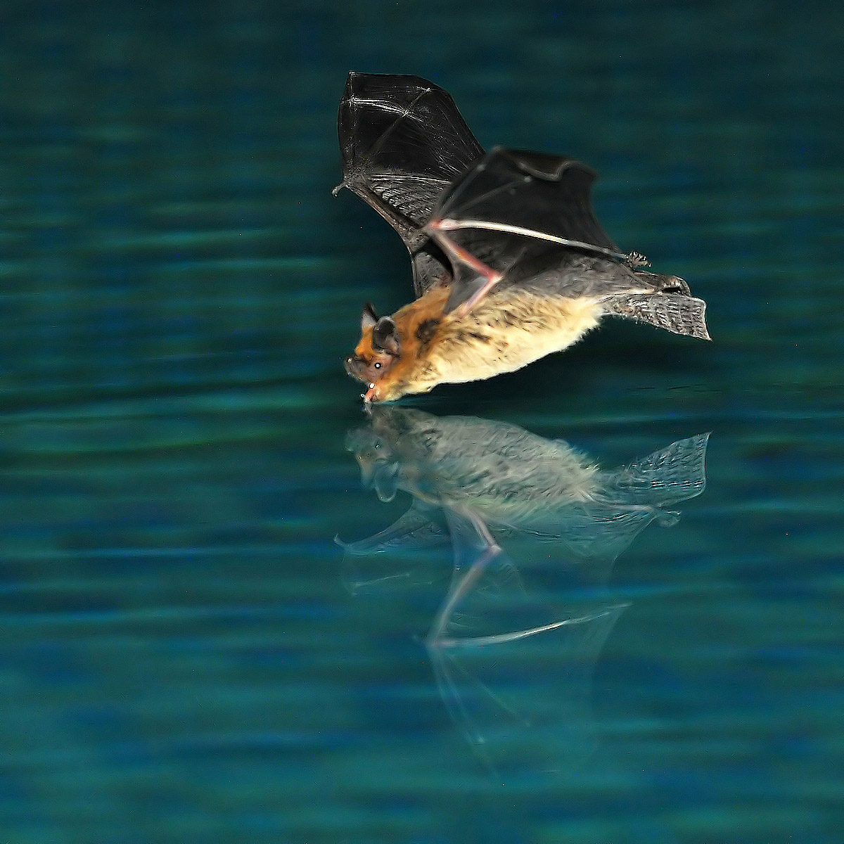 A ride in the pool