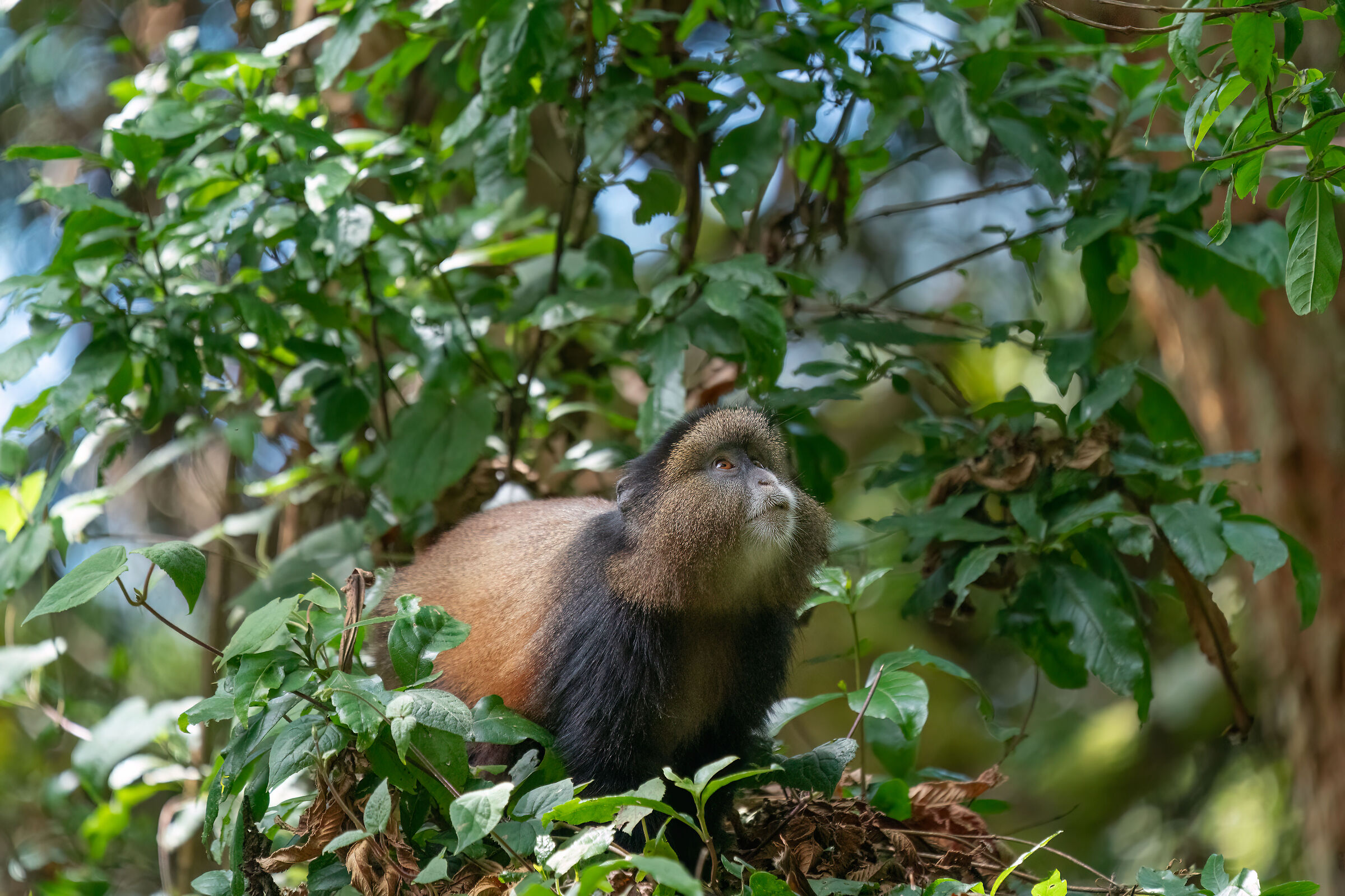 Golden monkey