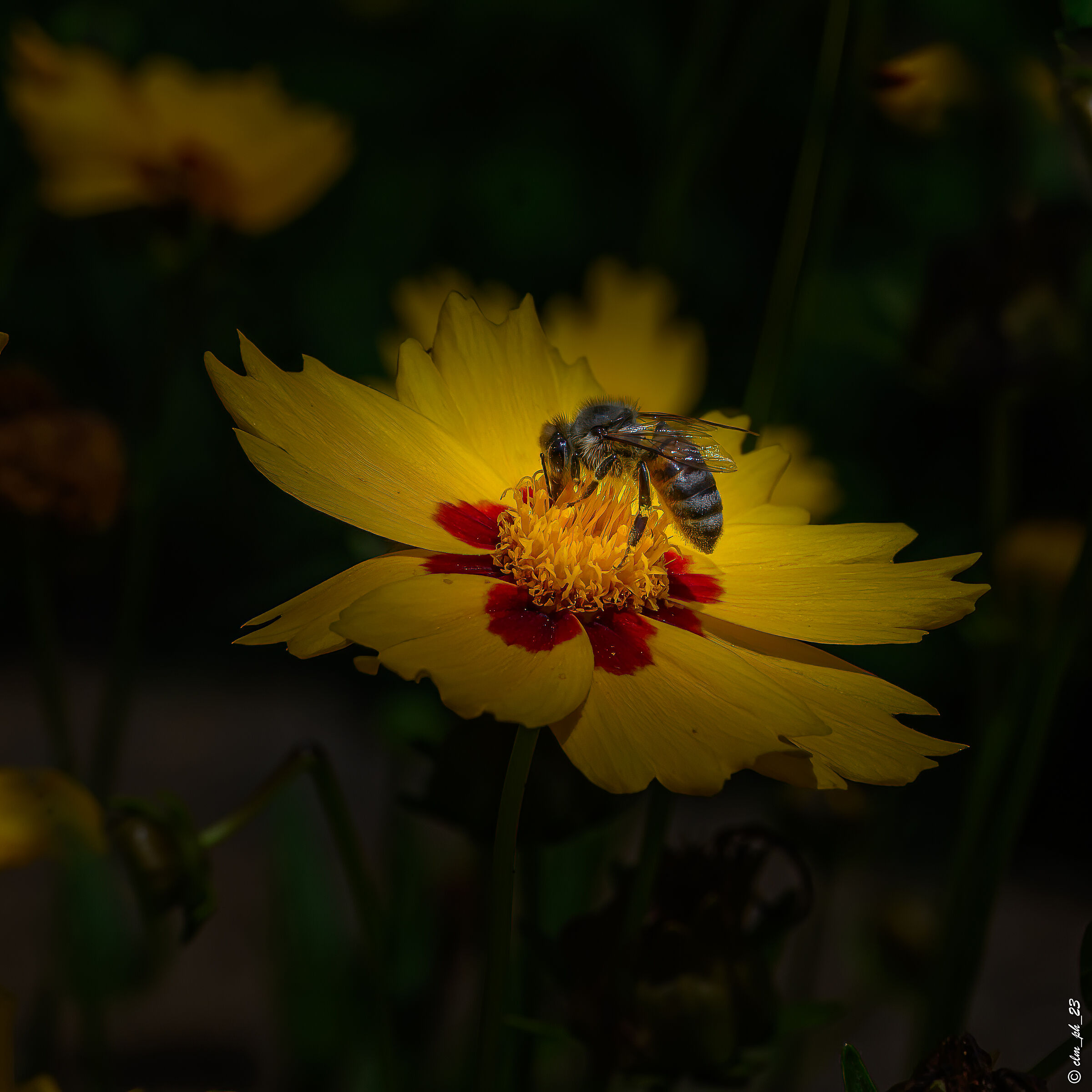 S. Damiano (At) IT macro Z8 105 MC f2,8(dx)scatto sing