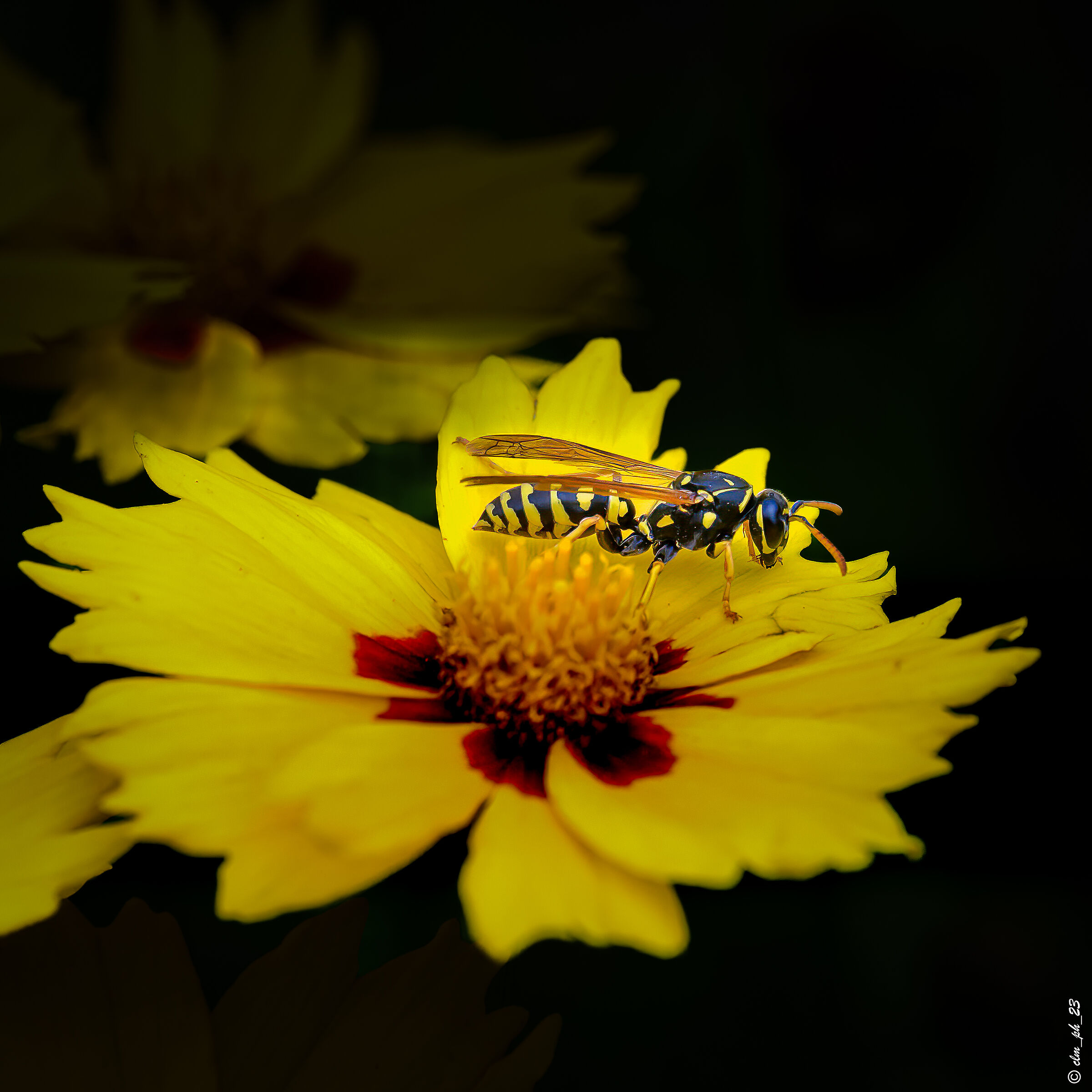 S. Damiano (At) IT macro Z8 105 MC f2,8(dx)scatto sing