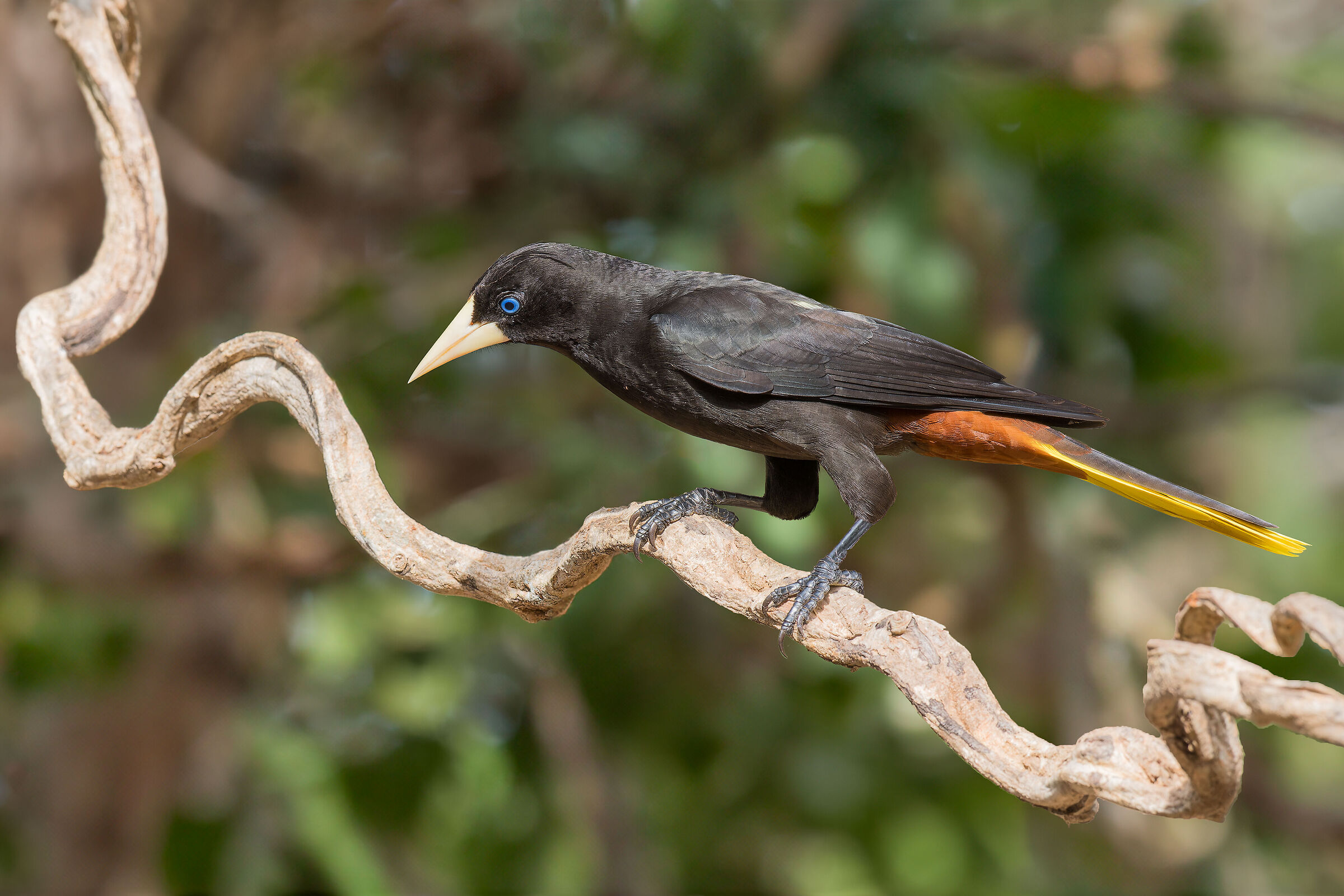 Oropendola crestata