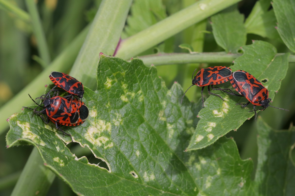Eurydema ornata: pair + tris = full