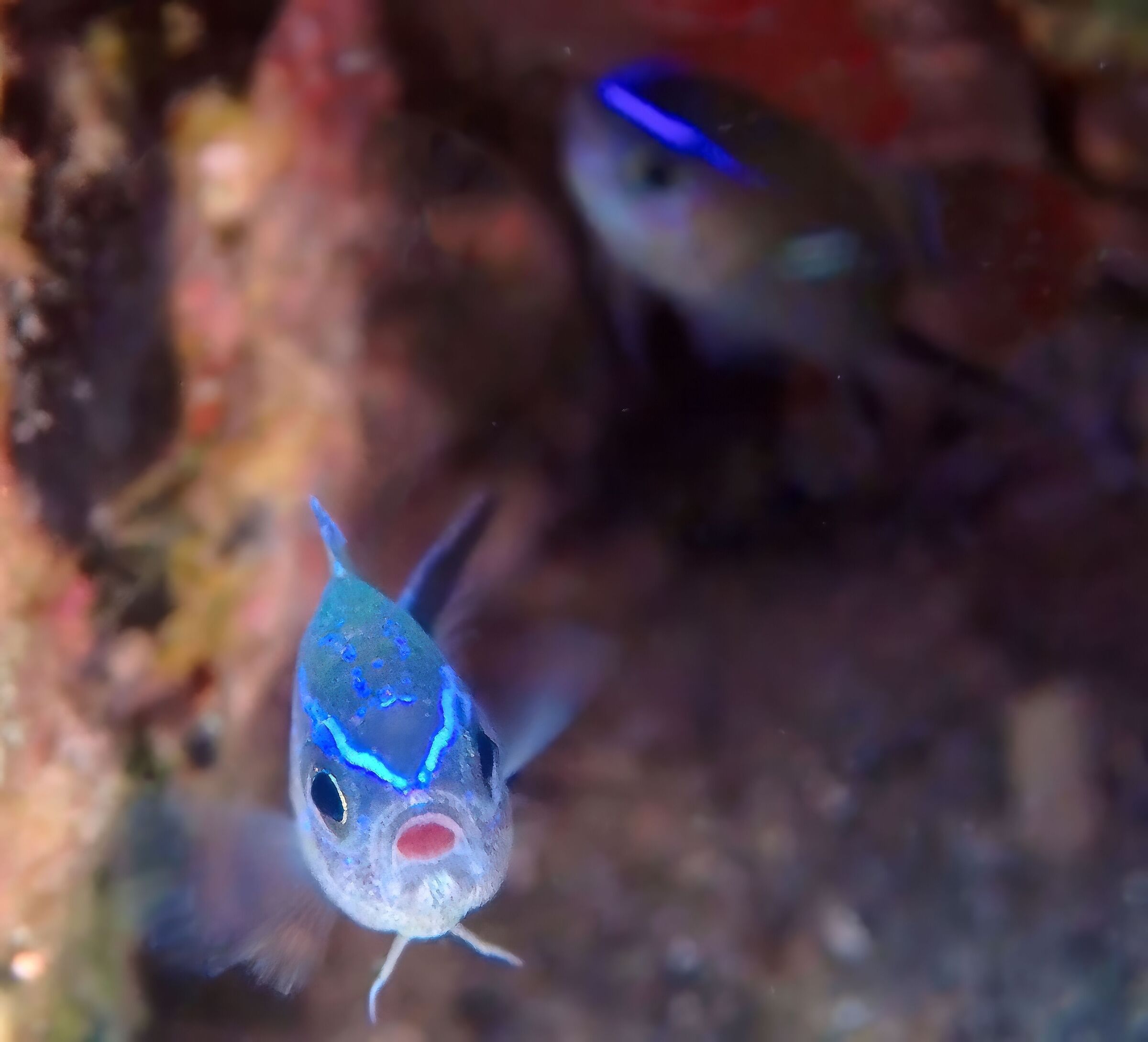 Giovane Chromis chromis