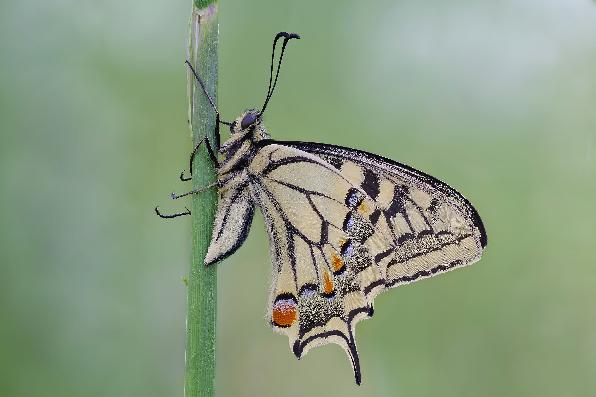 Papilio machaon