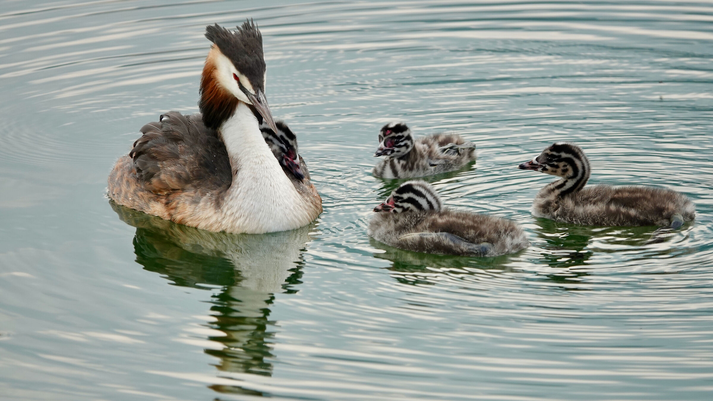 Grebe with chicks