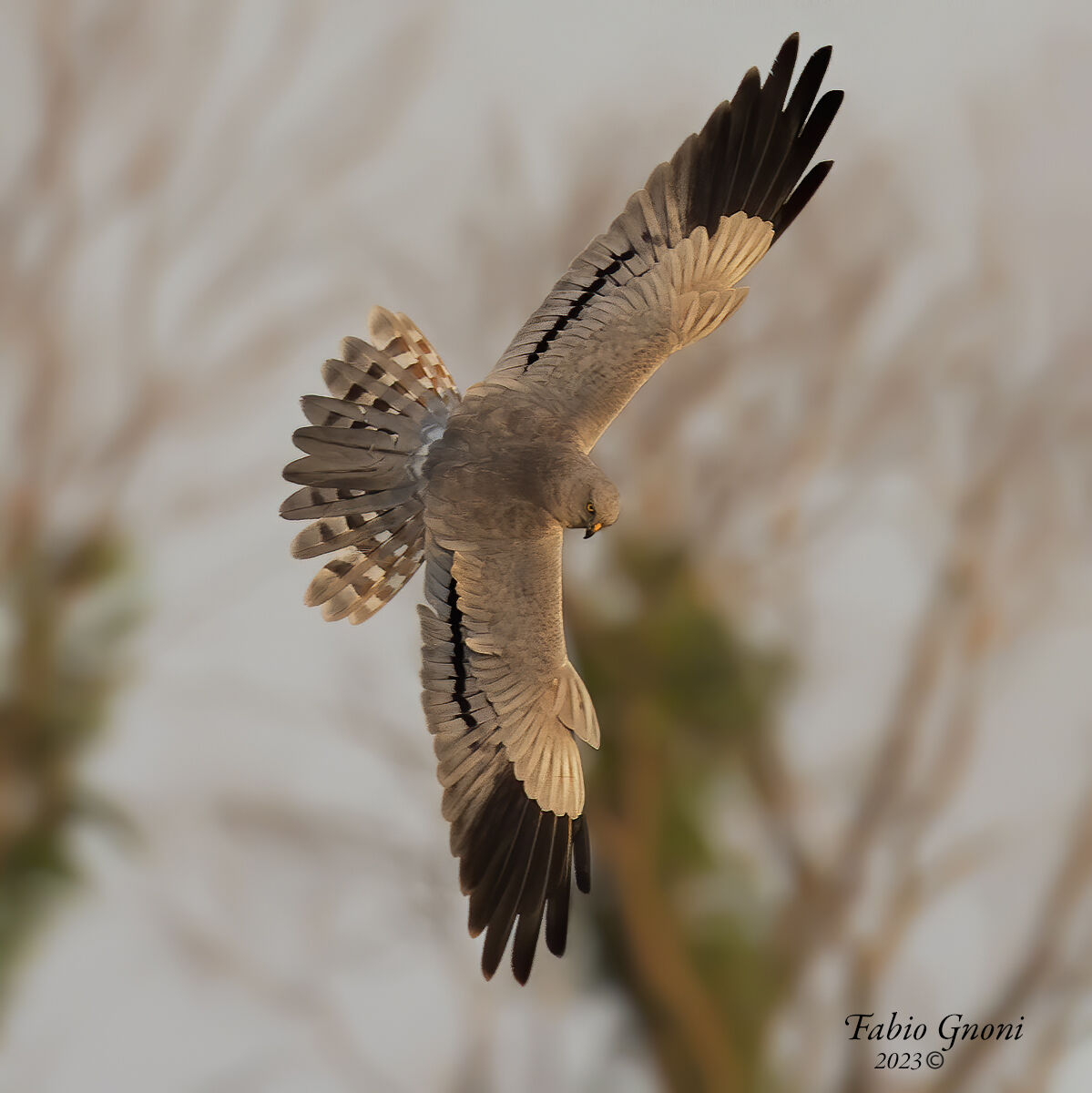 Albanella minore in volo