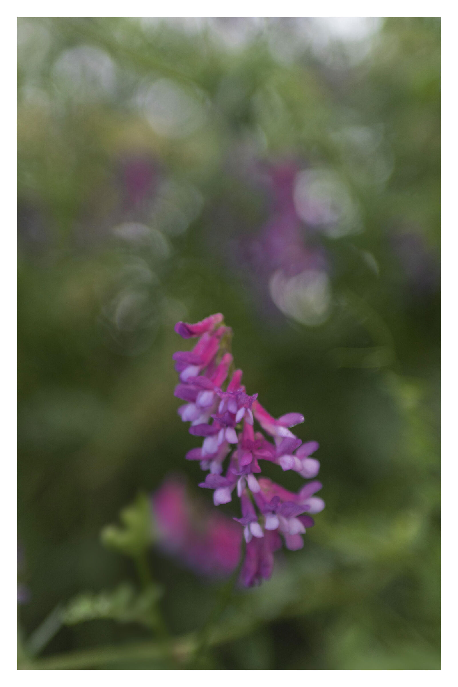 Fiore viola selvatico