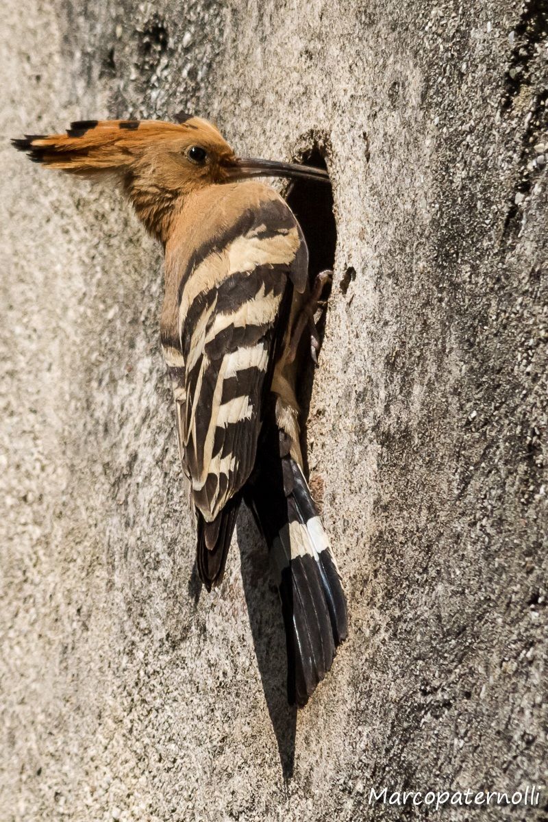 hoopoe