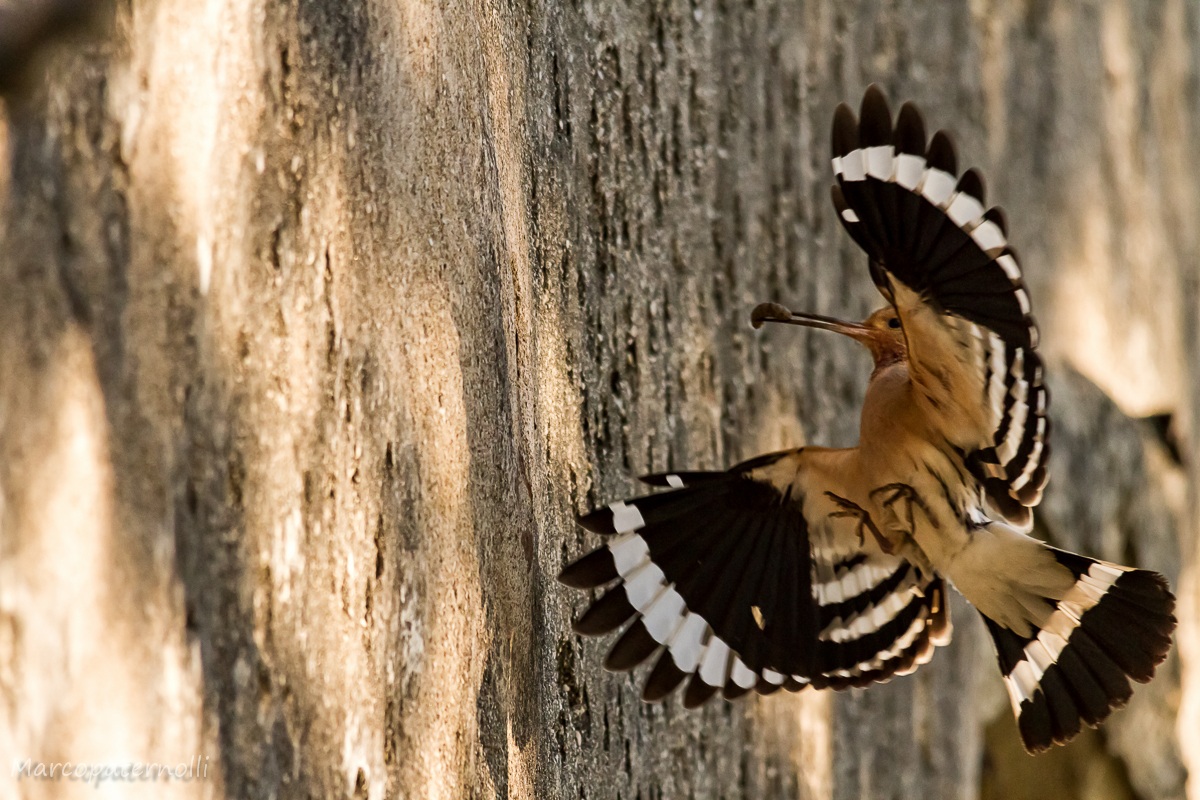 hoopoe