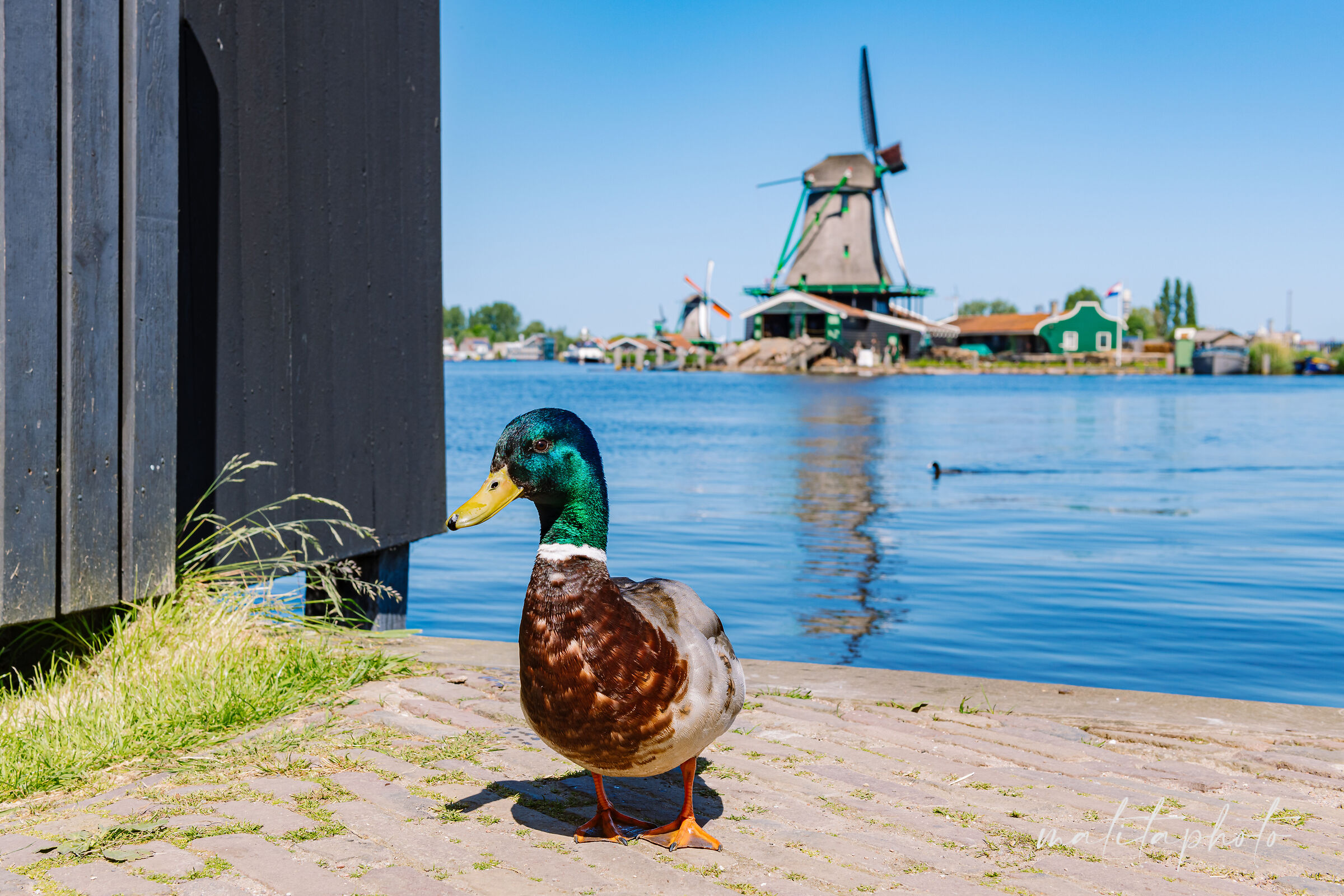 Amsterdam mills