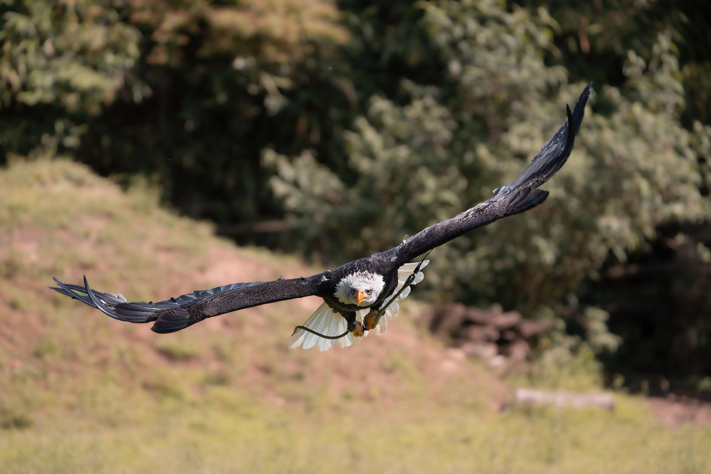 Golden eagle in flight