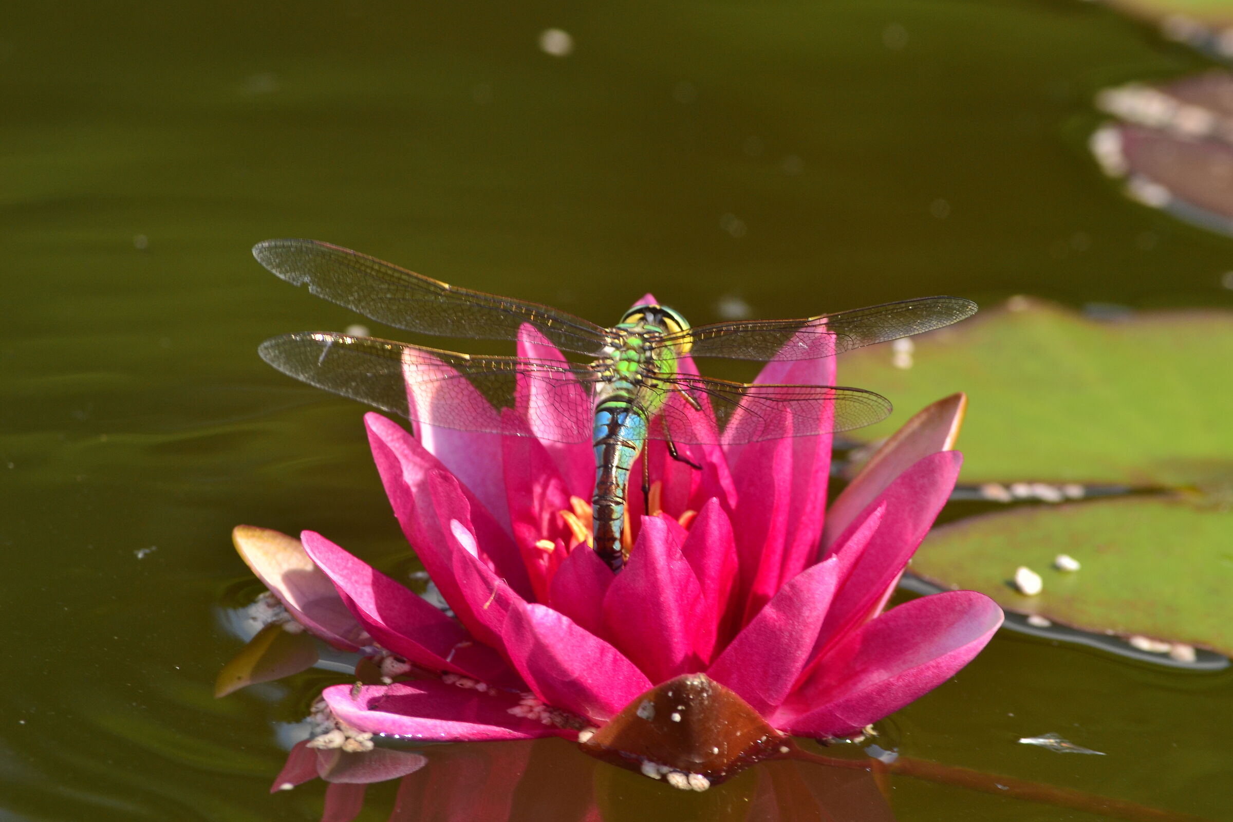 Libellule e ninfee nel giardino di casa