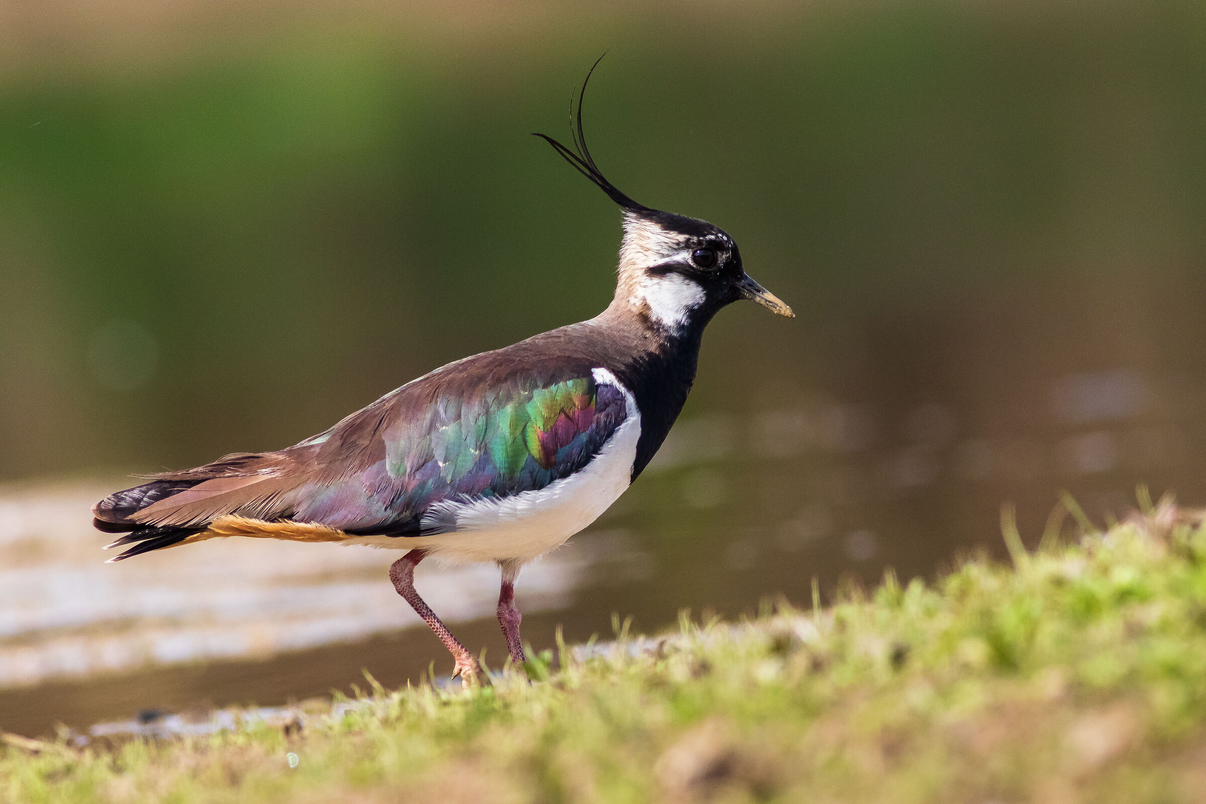 Lapwing