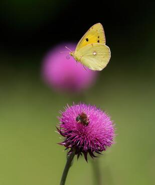 Colias crocea