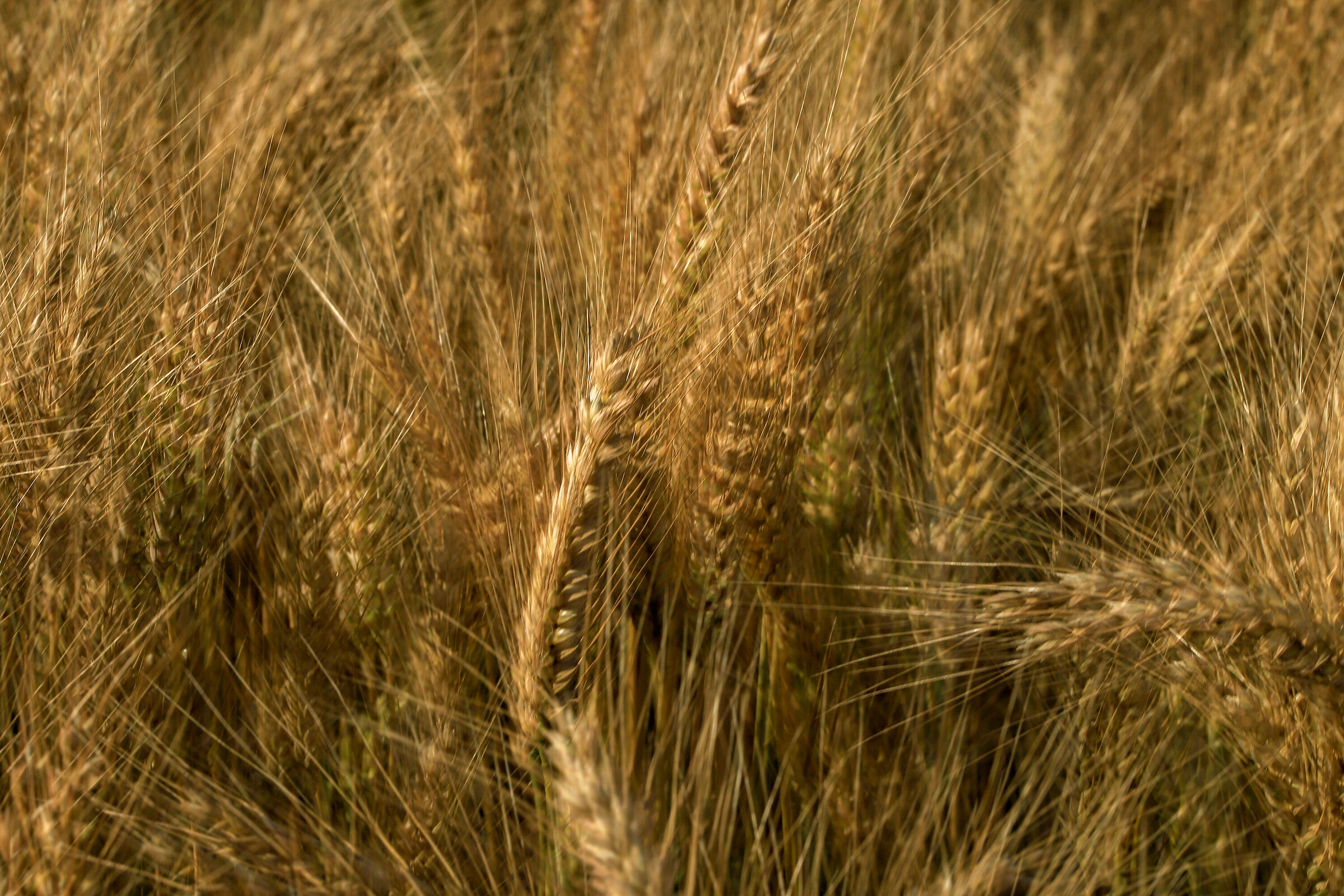 Ears of wheat