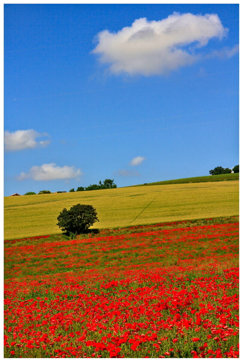 Sulle colline di Loreto