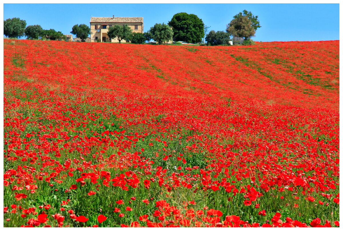 Sulle colline di Loreto