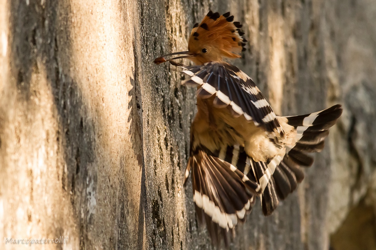 hoopoe unusual position