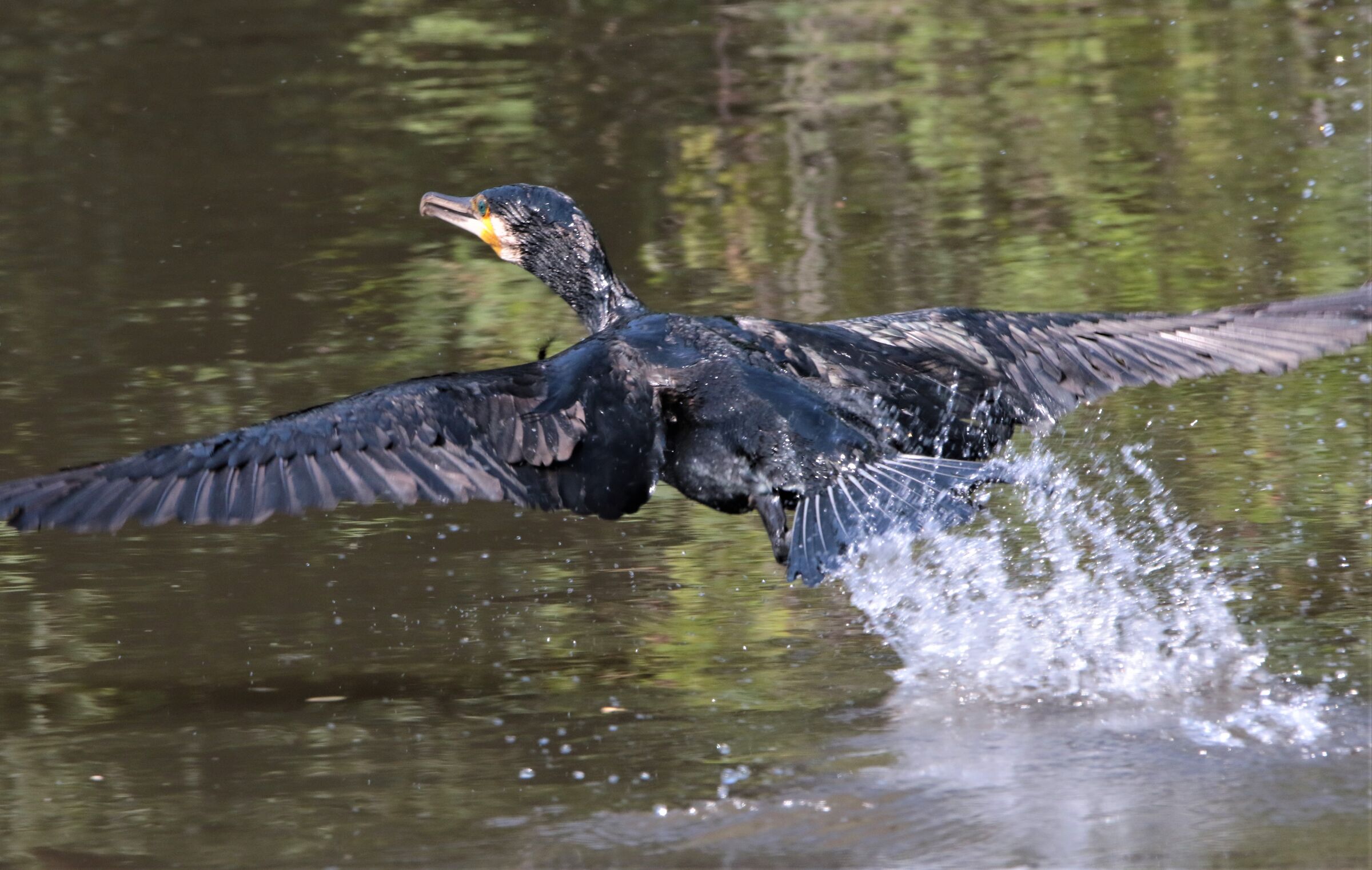 Quick emergence with escape!