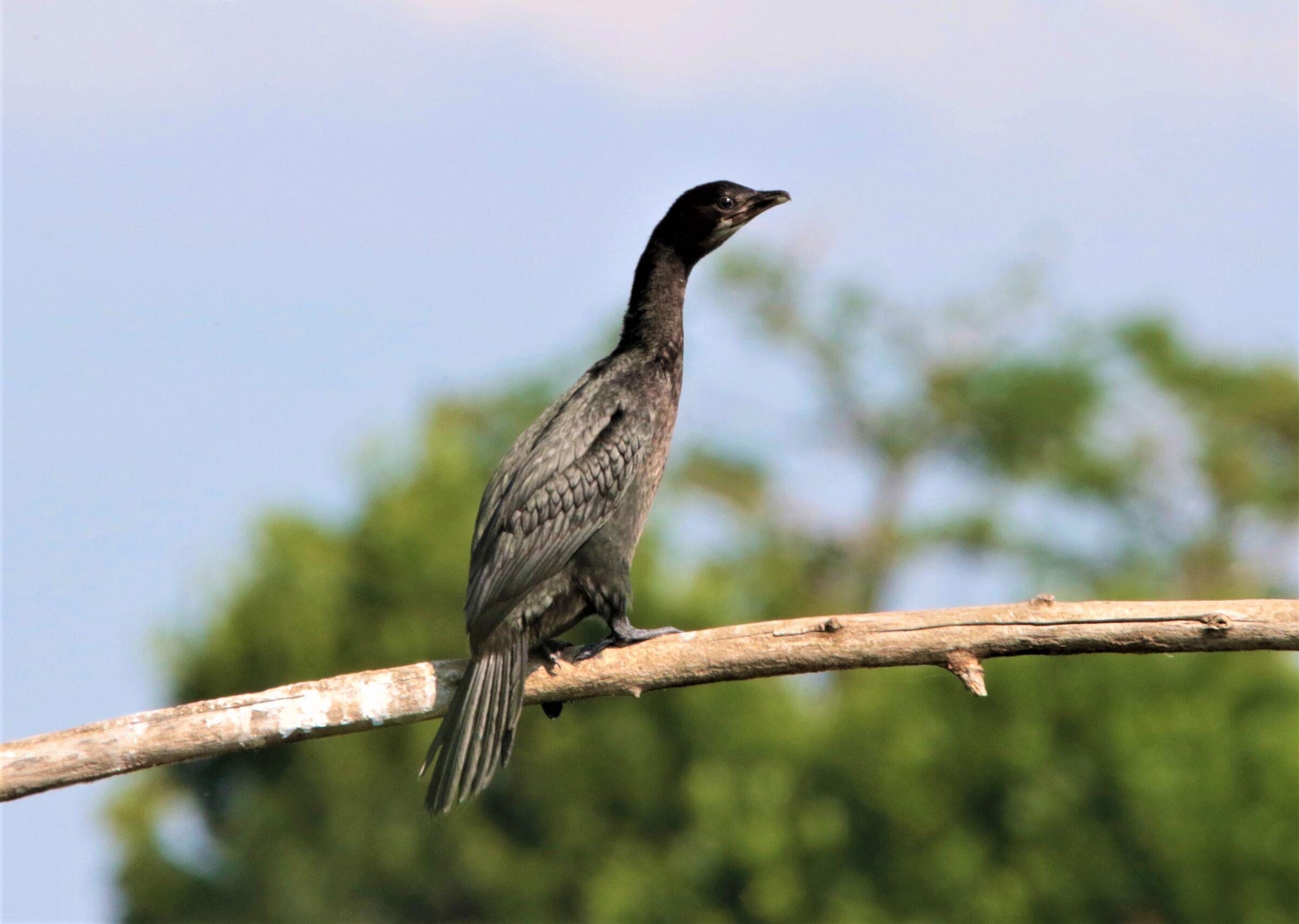 cormorant