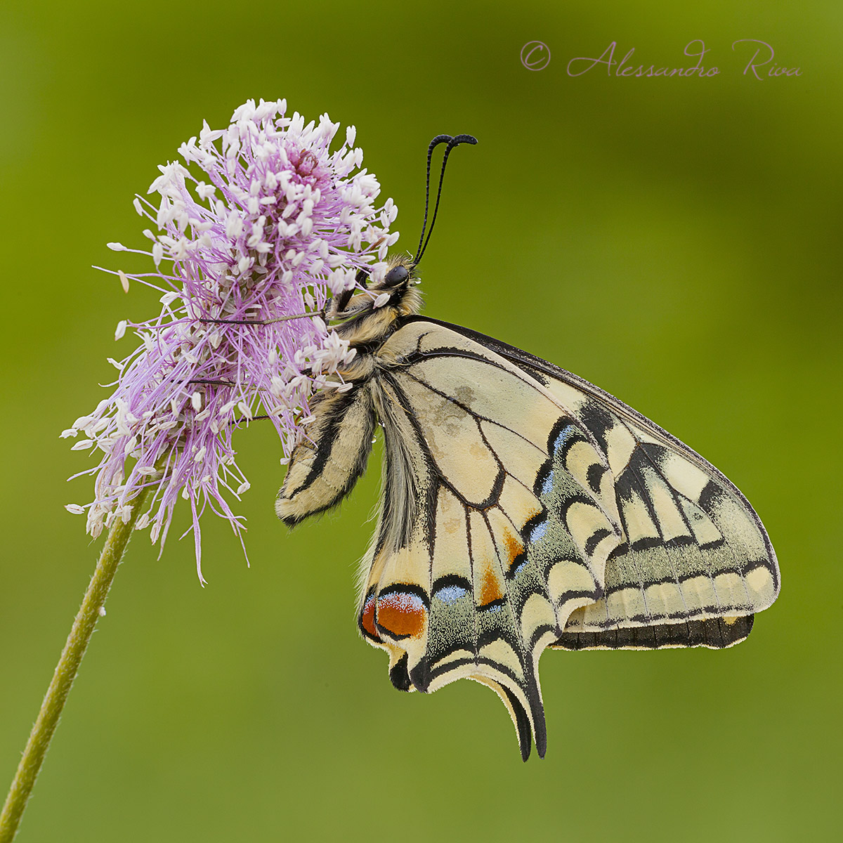 Machaon