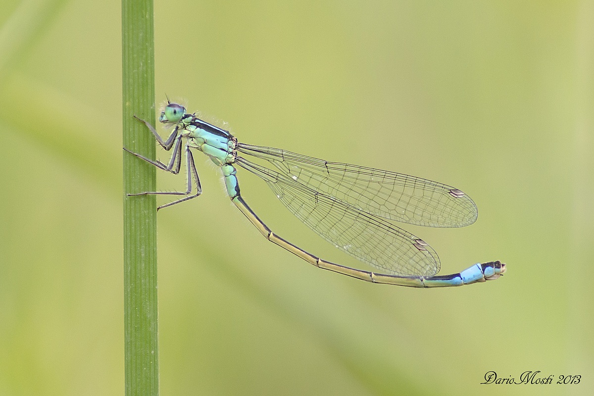 Damsel stretching.