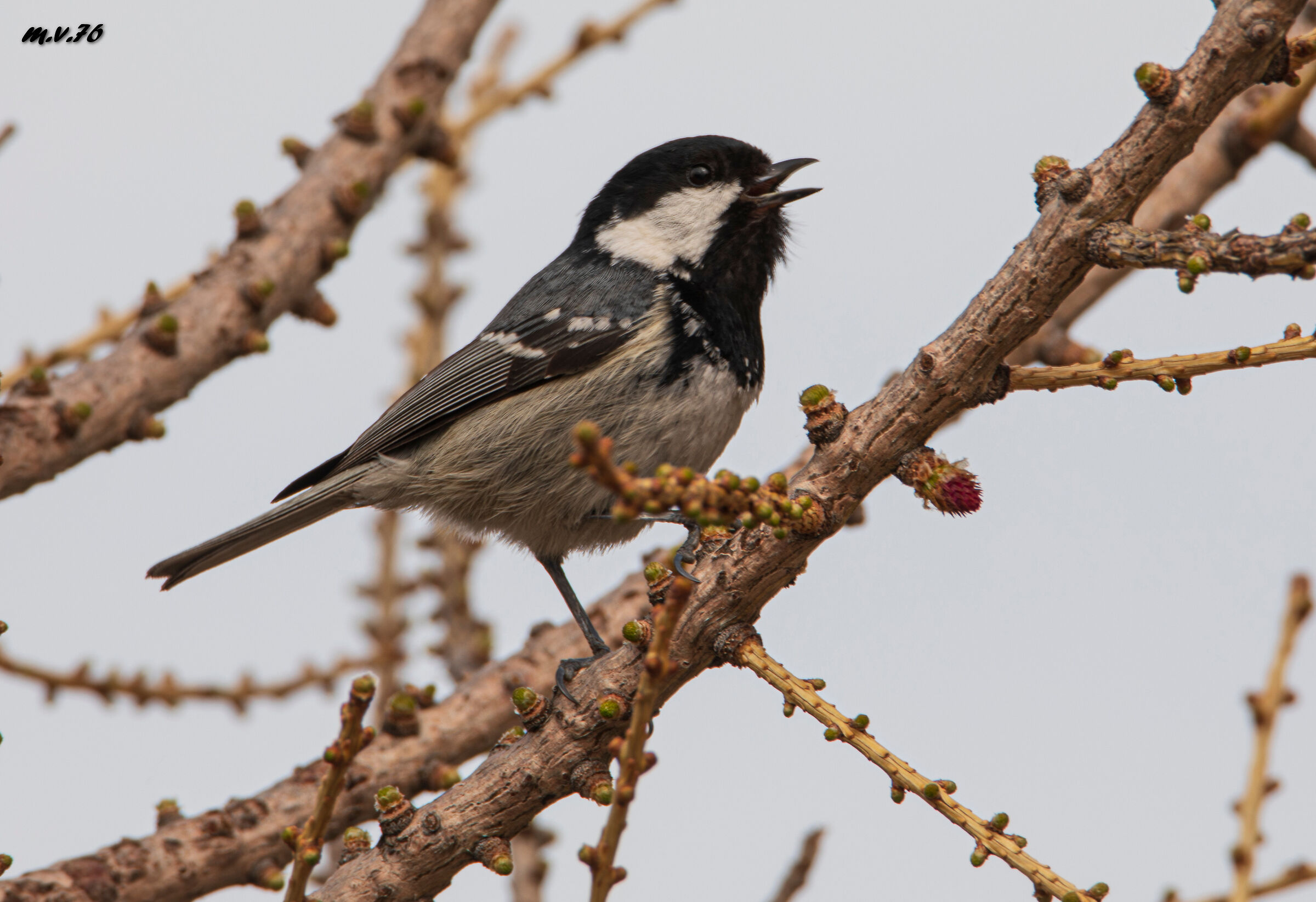 Cincia mora - Periparus ater