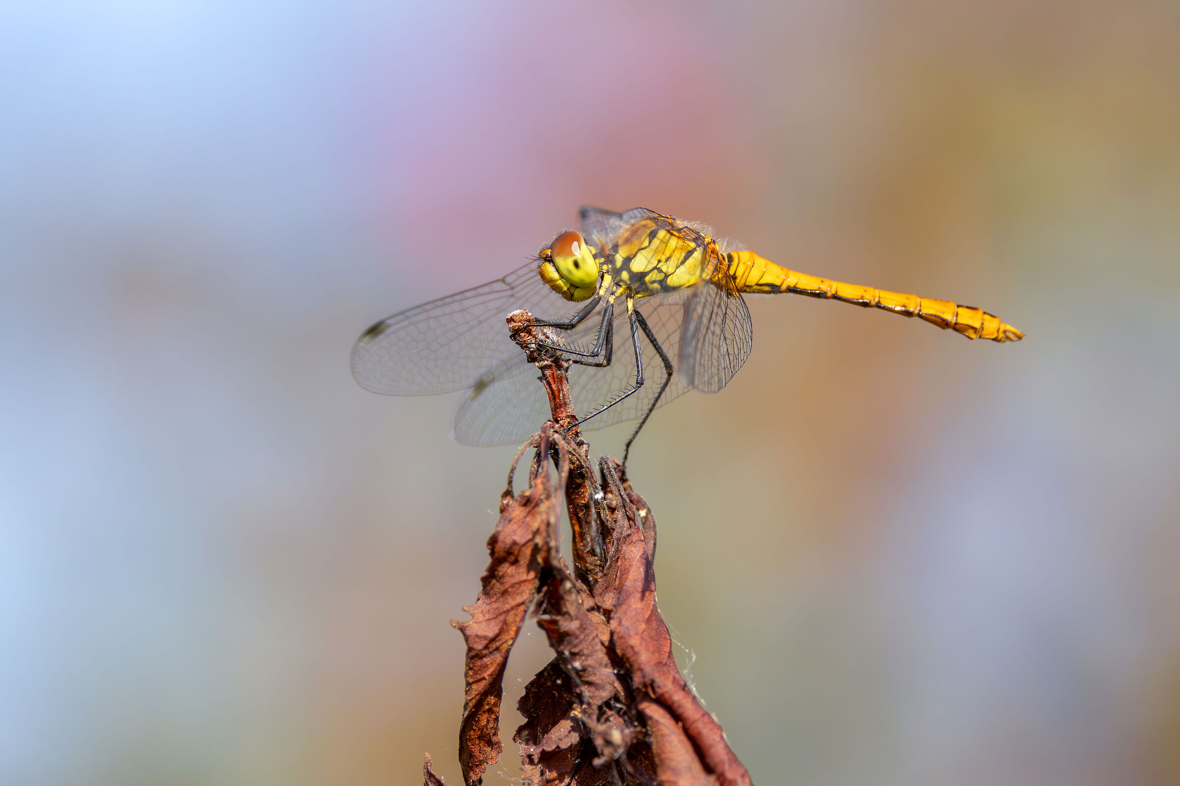 Sympetrum sanguineum