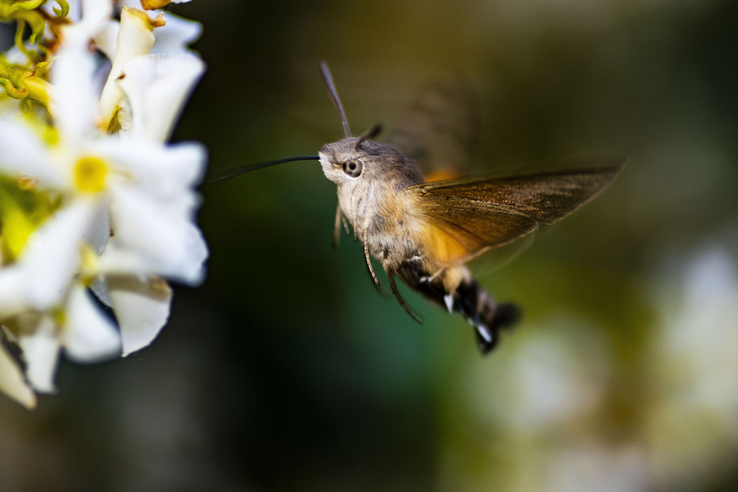 Sfinge del galio - Macroglossum stellatarum