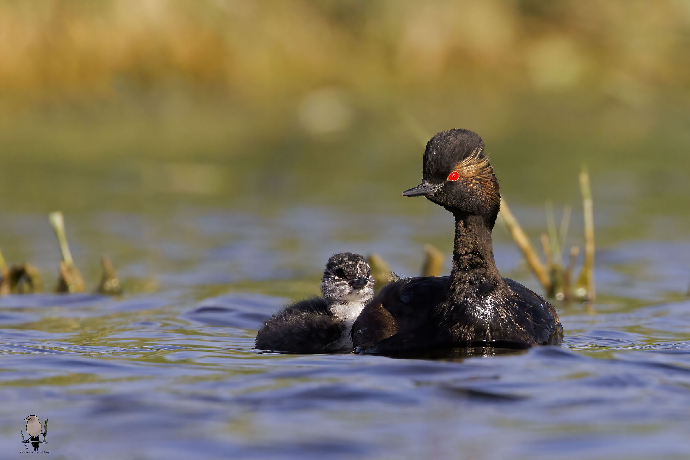 Walking with mom (Little Grebe)