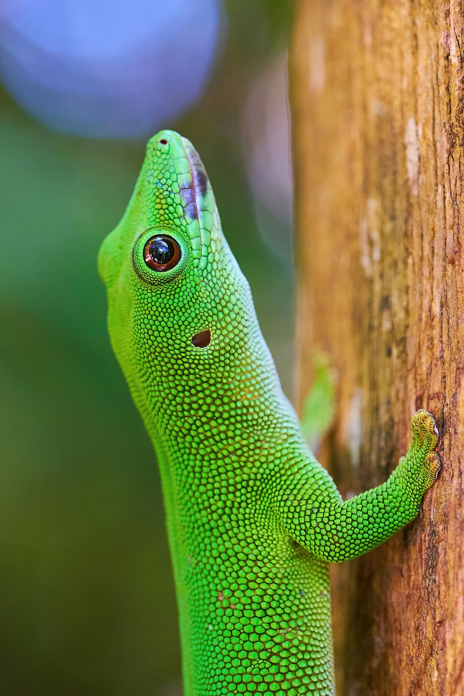 Phelsuma madagascariensis