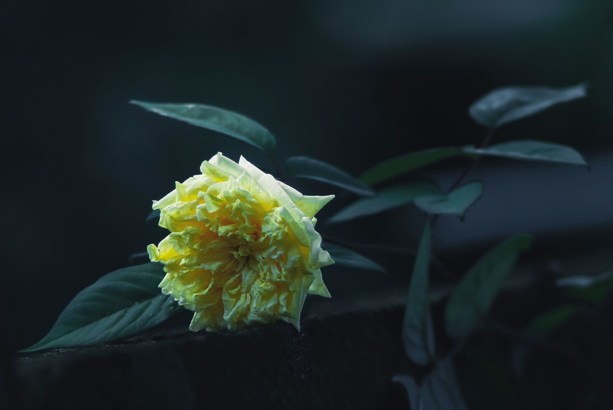 Rose