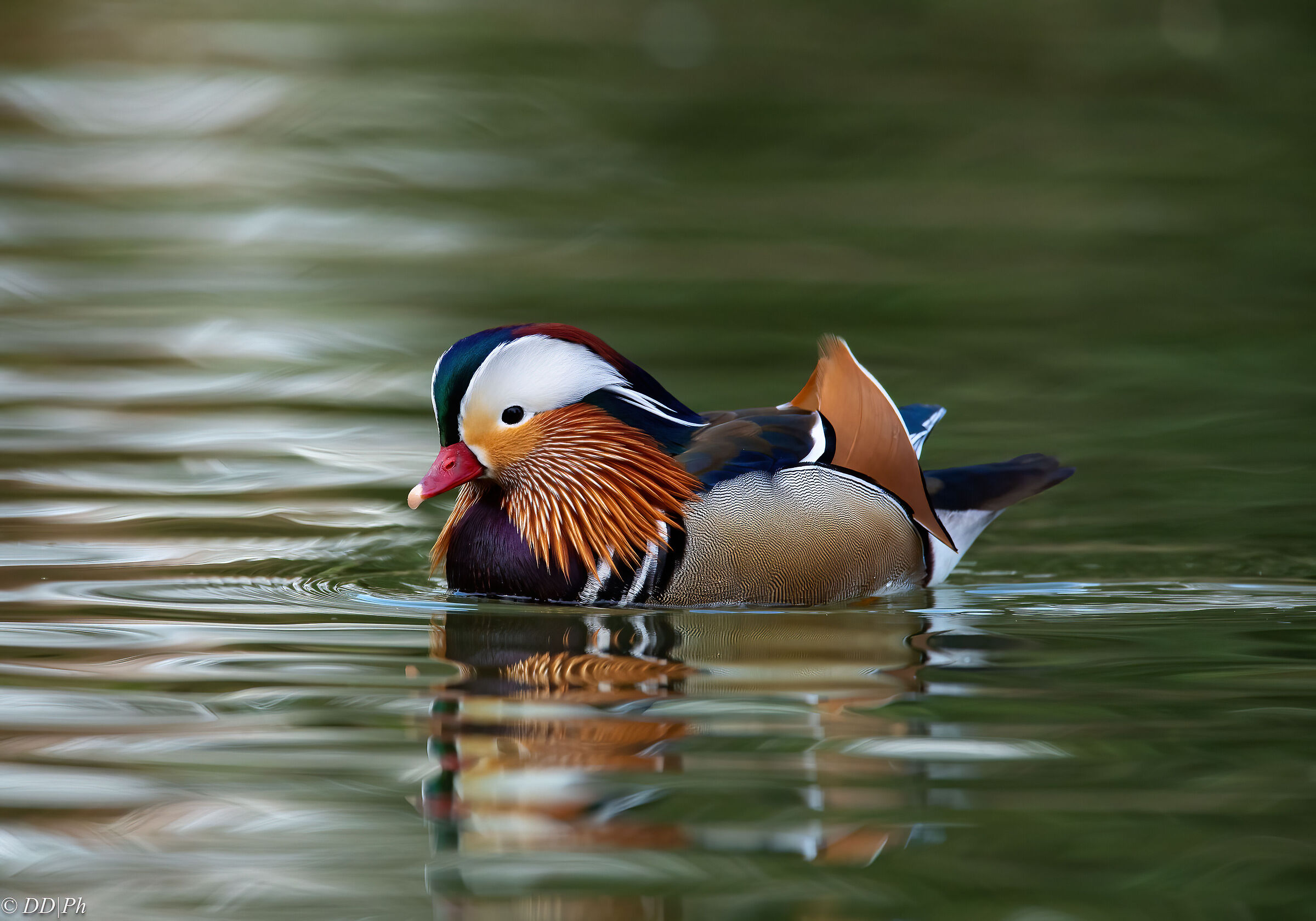 Mandarin duck