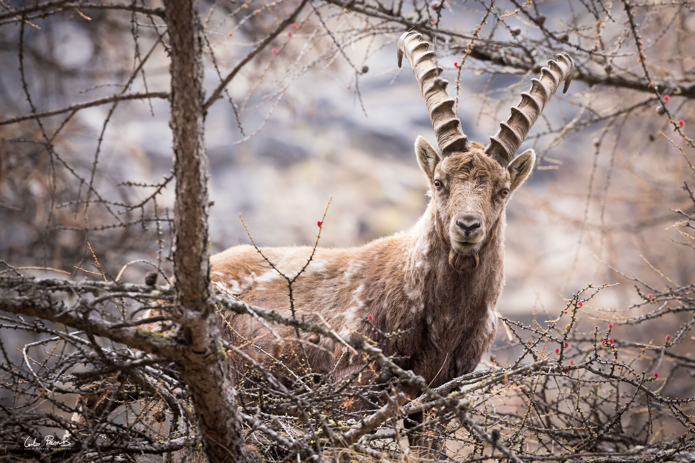 The ibex of Ceresole Reale