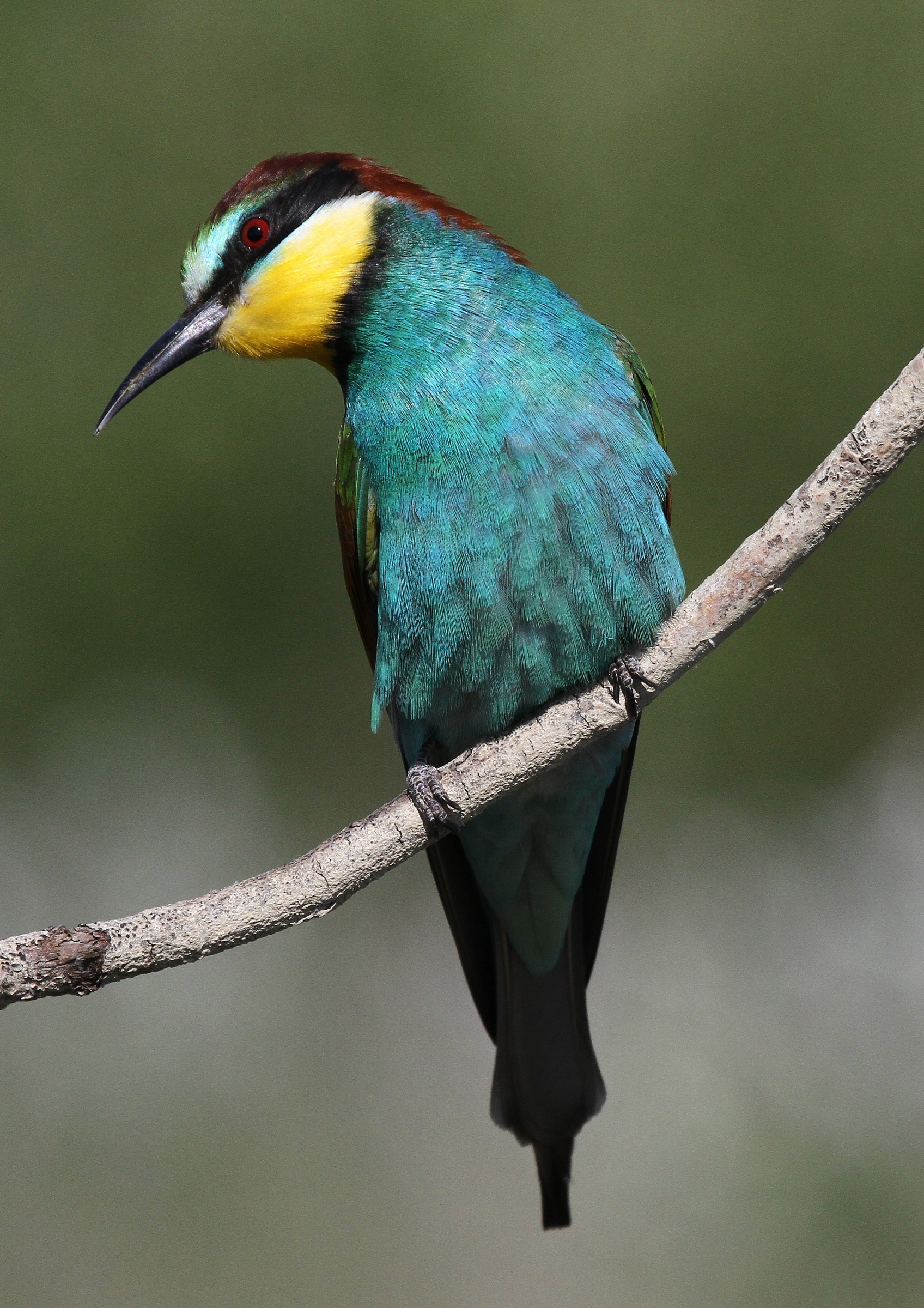 Bee-eater "The sun kisses the beautiful / and