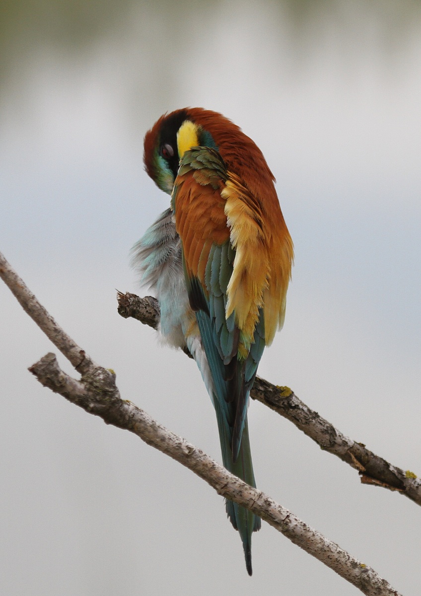 Bee-eater "A moment for me"