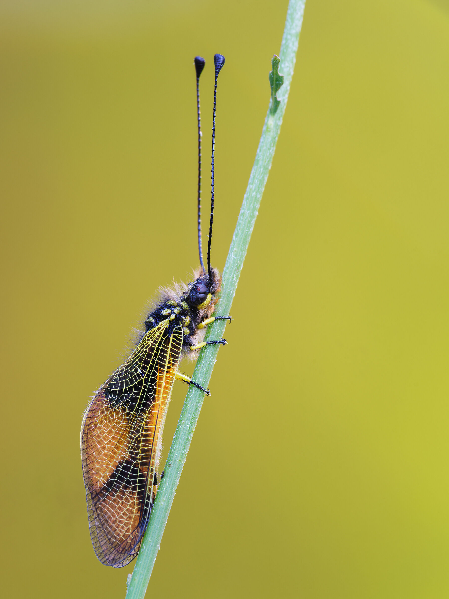 Libelloides longicornis