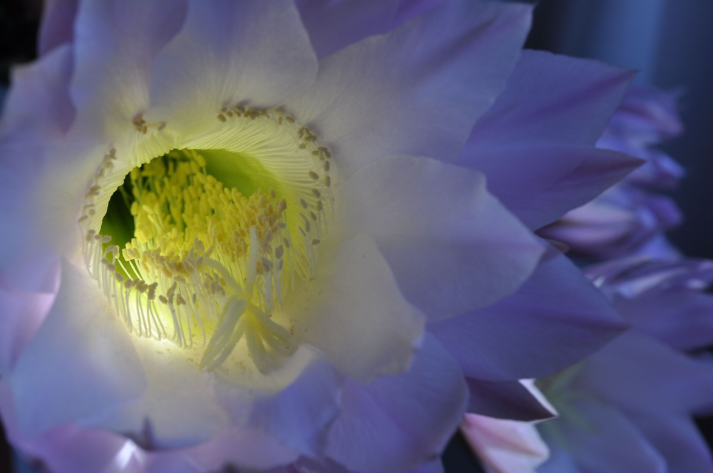 Un fiore grande ...