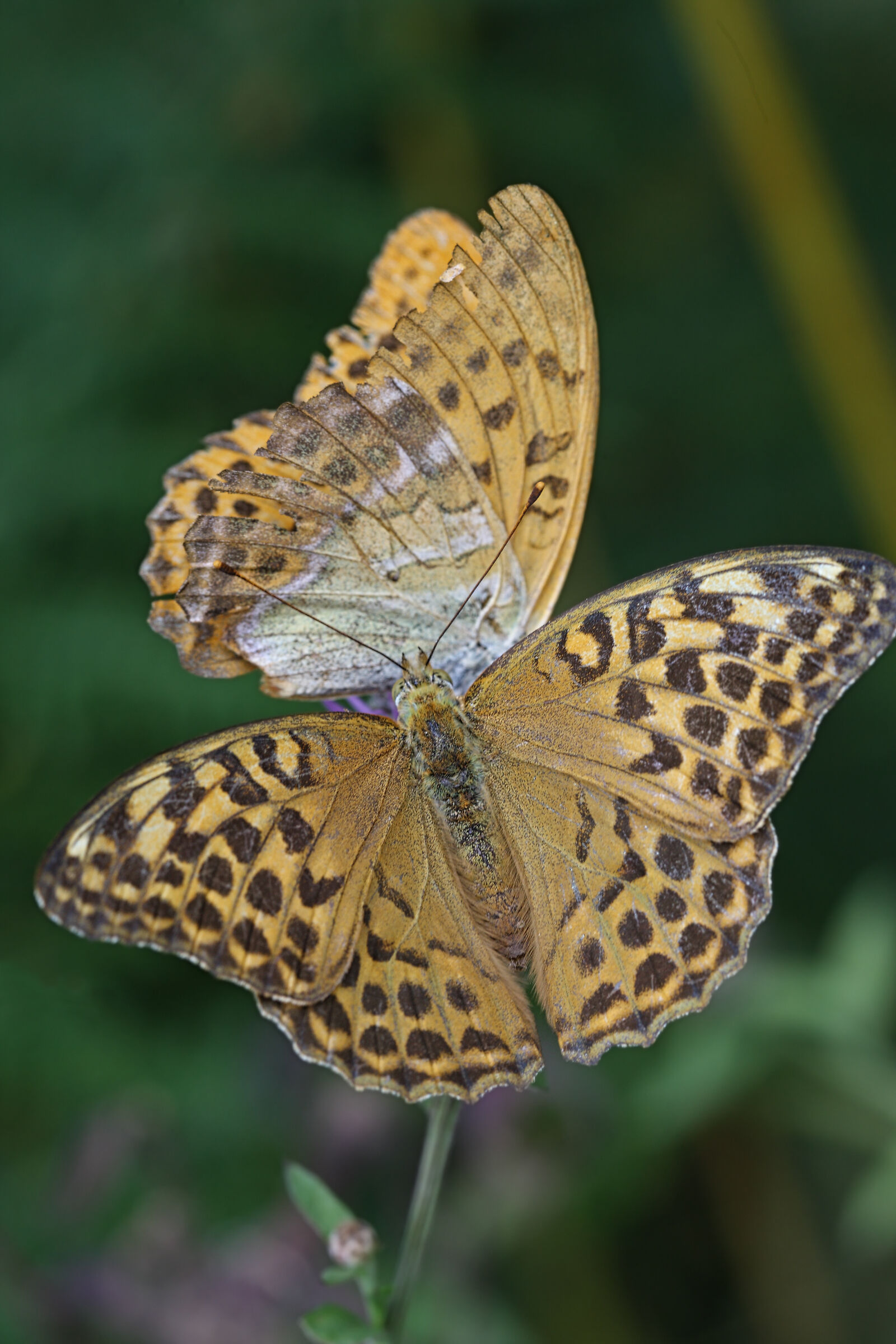 Due soggetti fronte e profilo