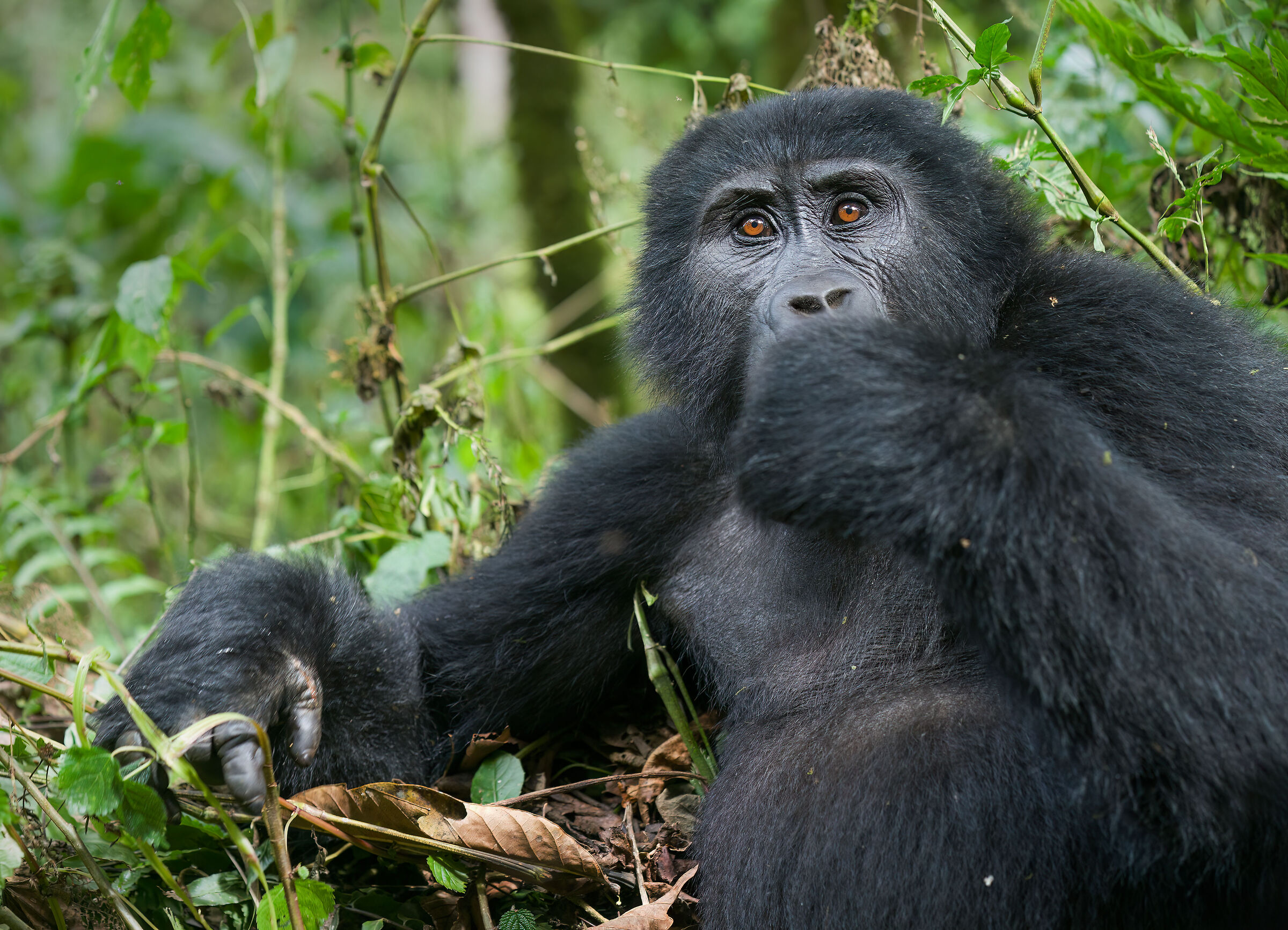 Mountain gorillas