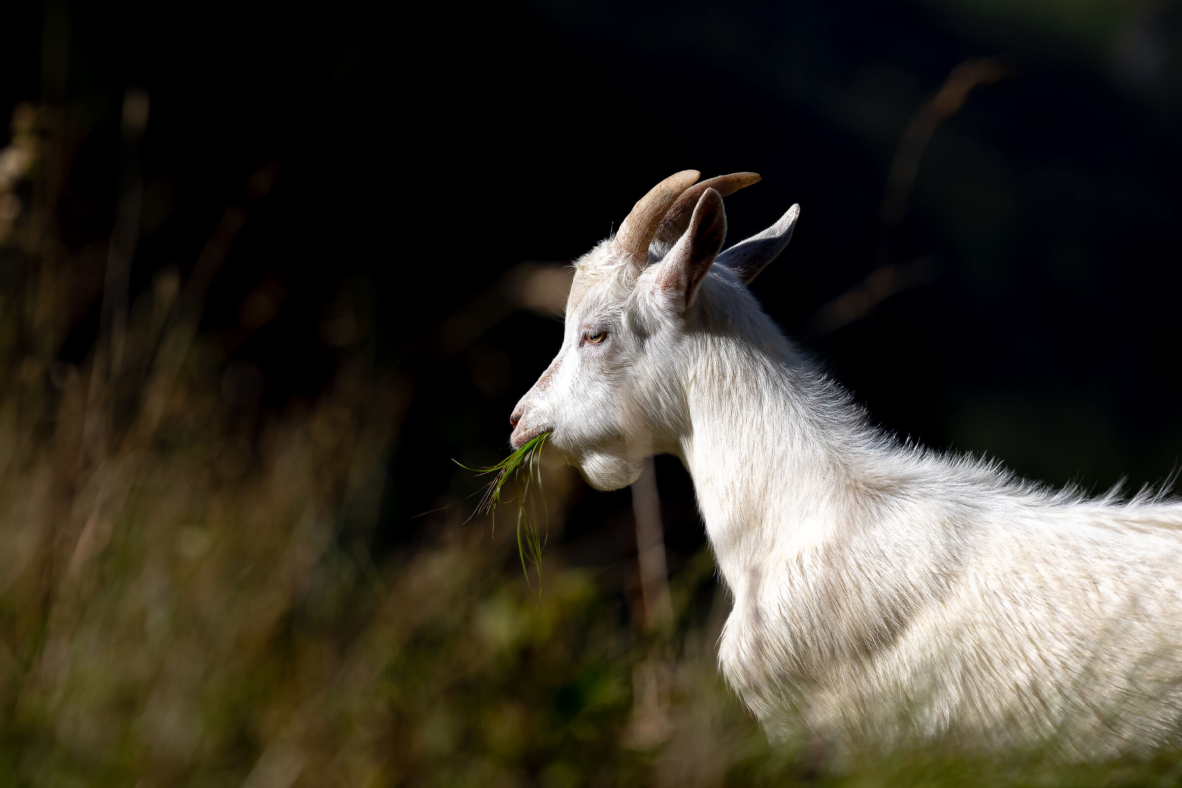 capra orobica