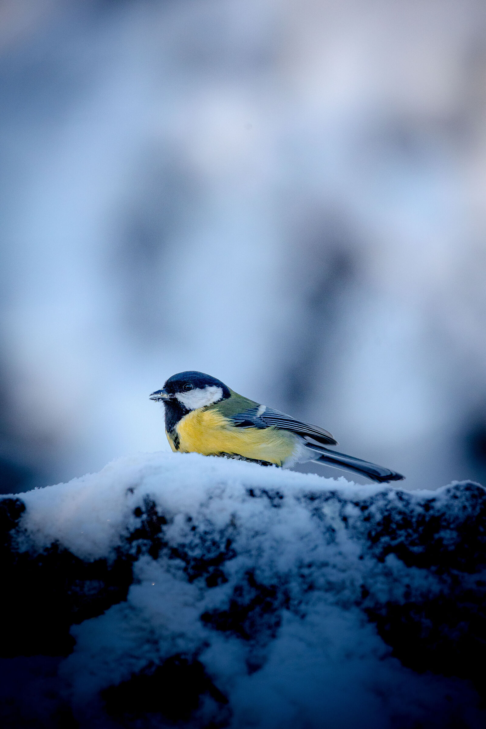 cincia nella neve