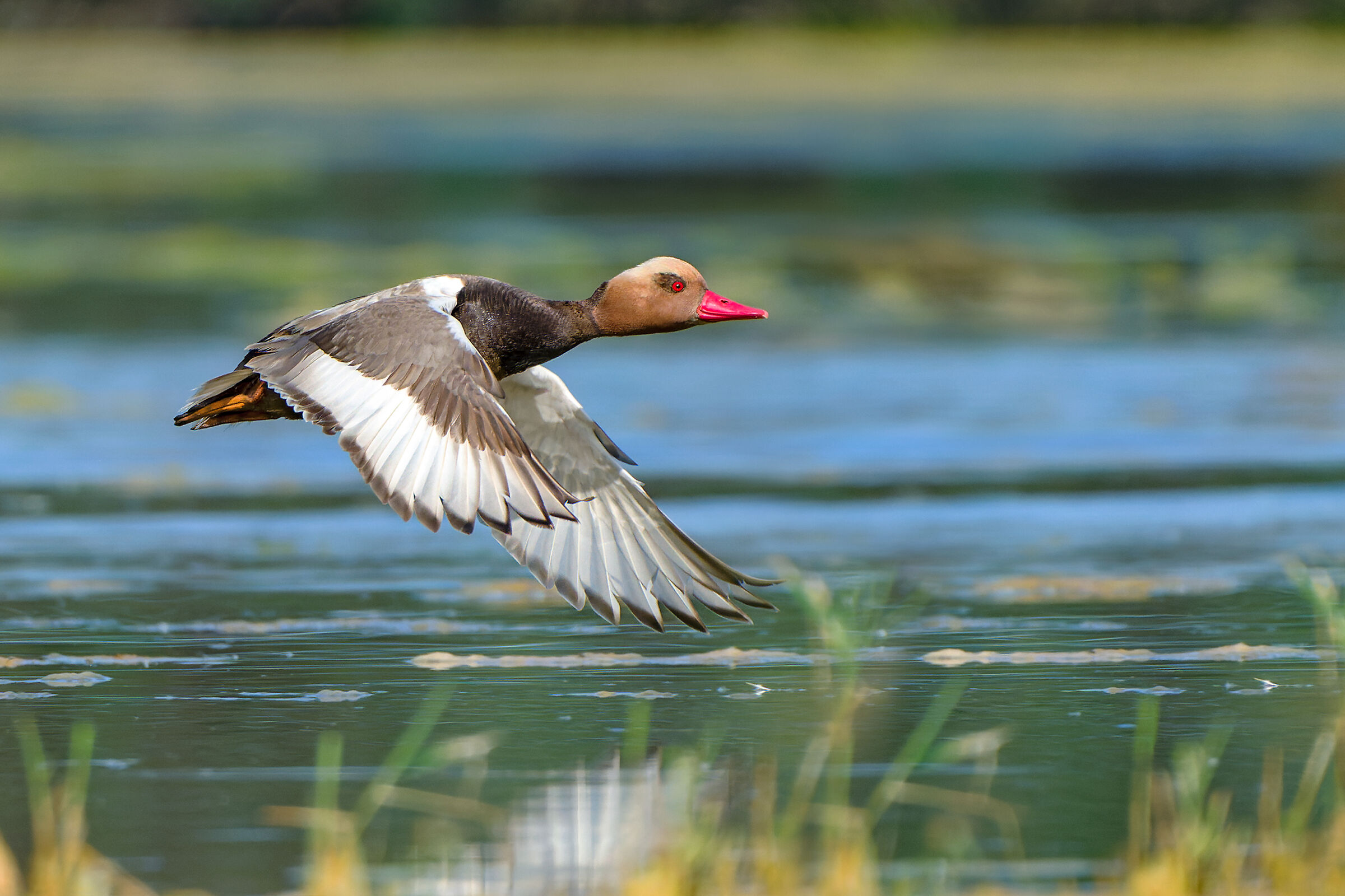 Red-crested pochard