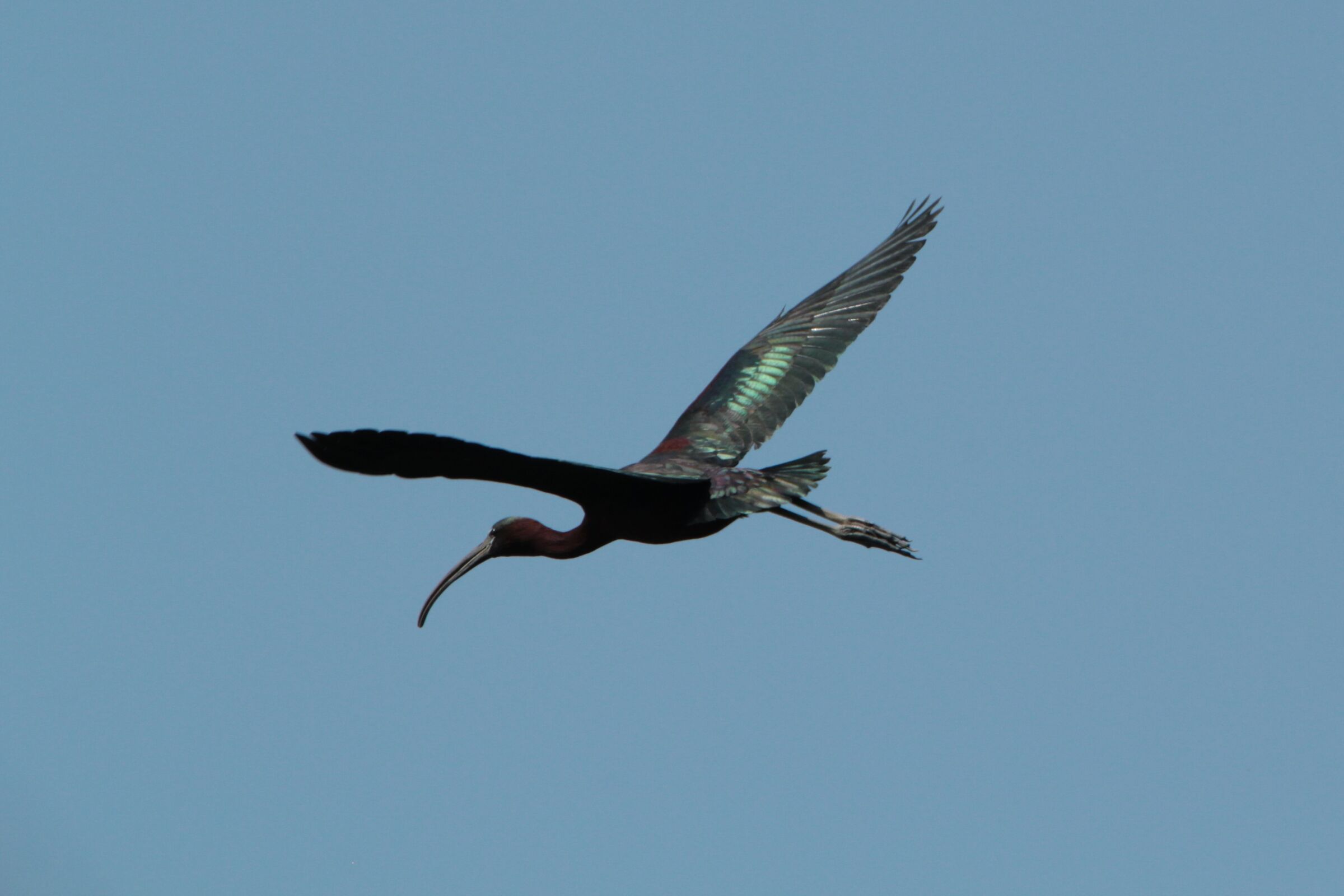 glossy ibis