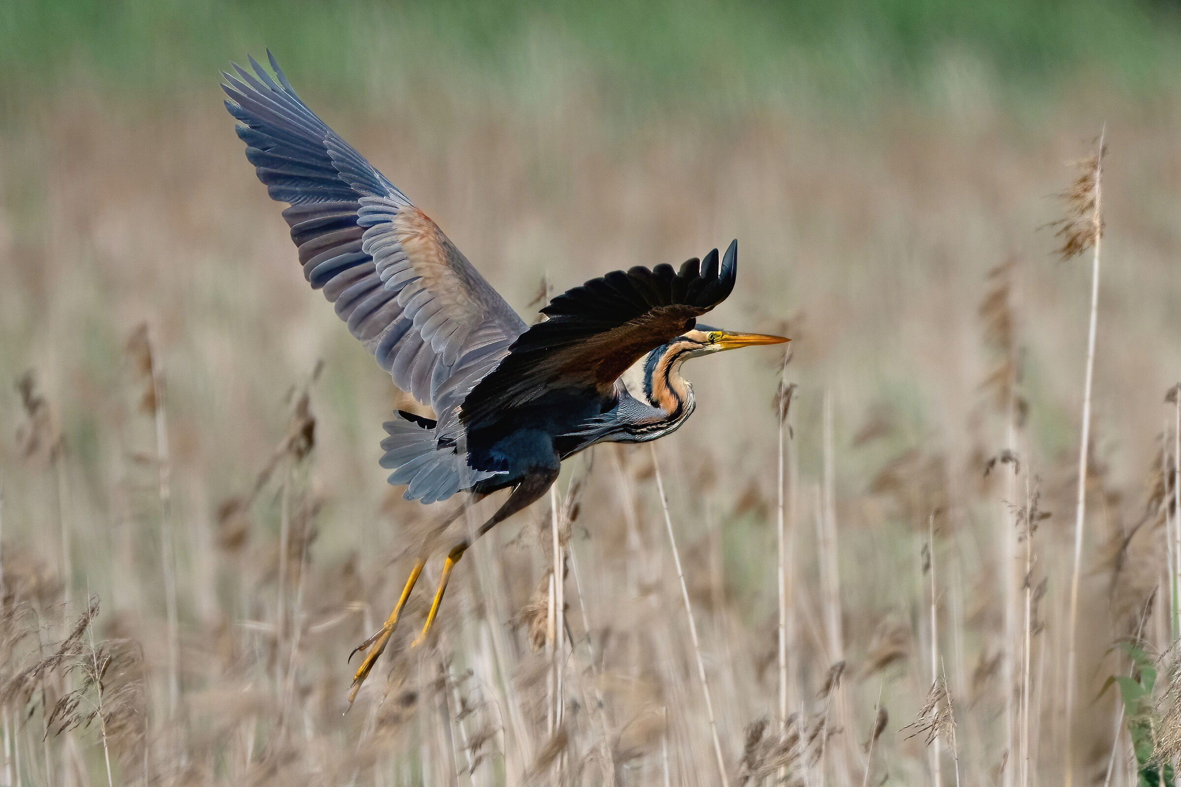 The beauty that emanates from the reeds Red Heron.