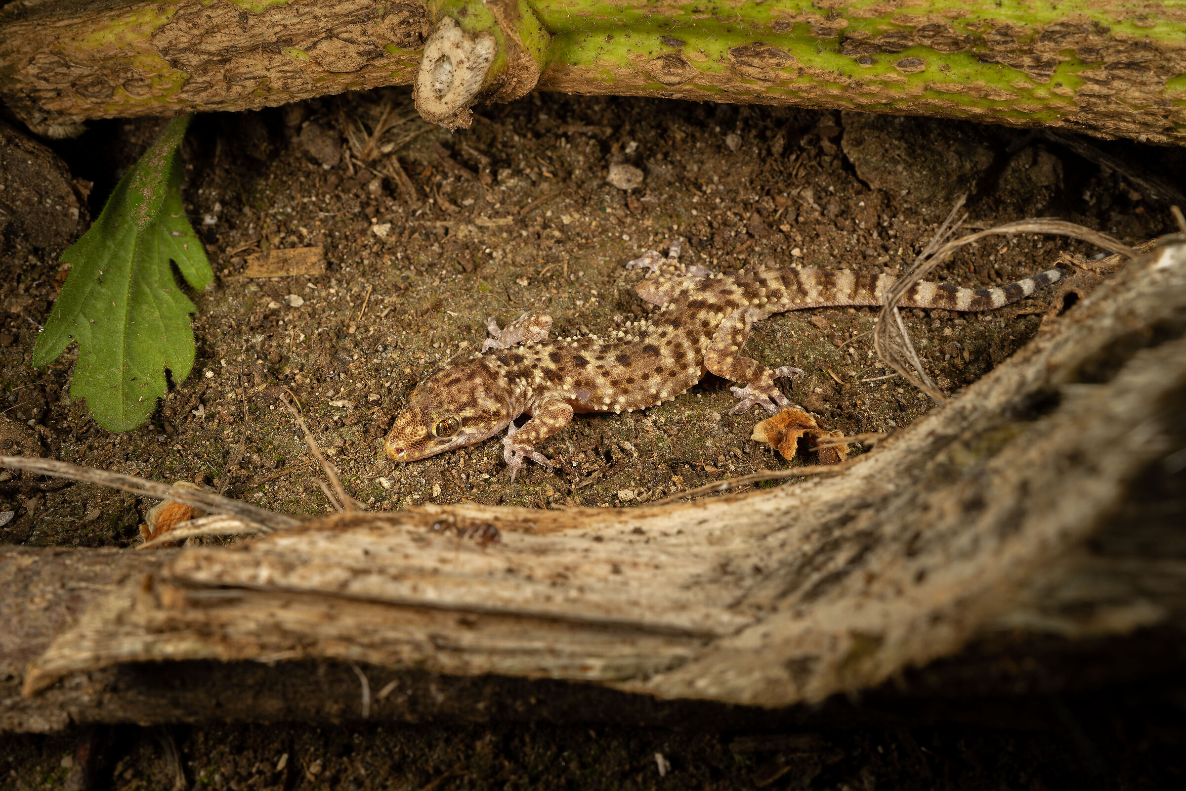 Il cacciatore e la preda