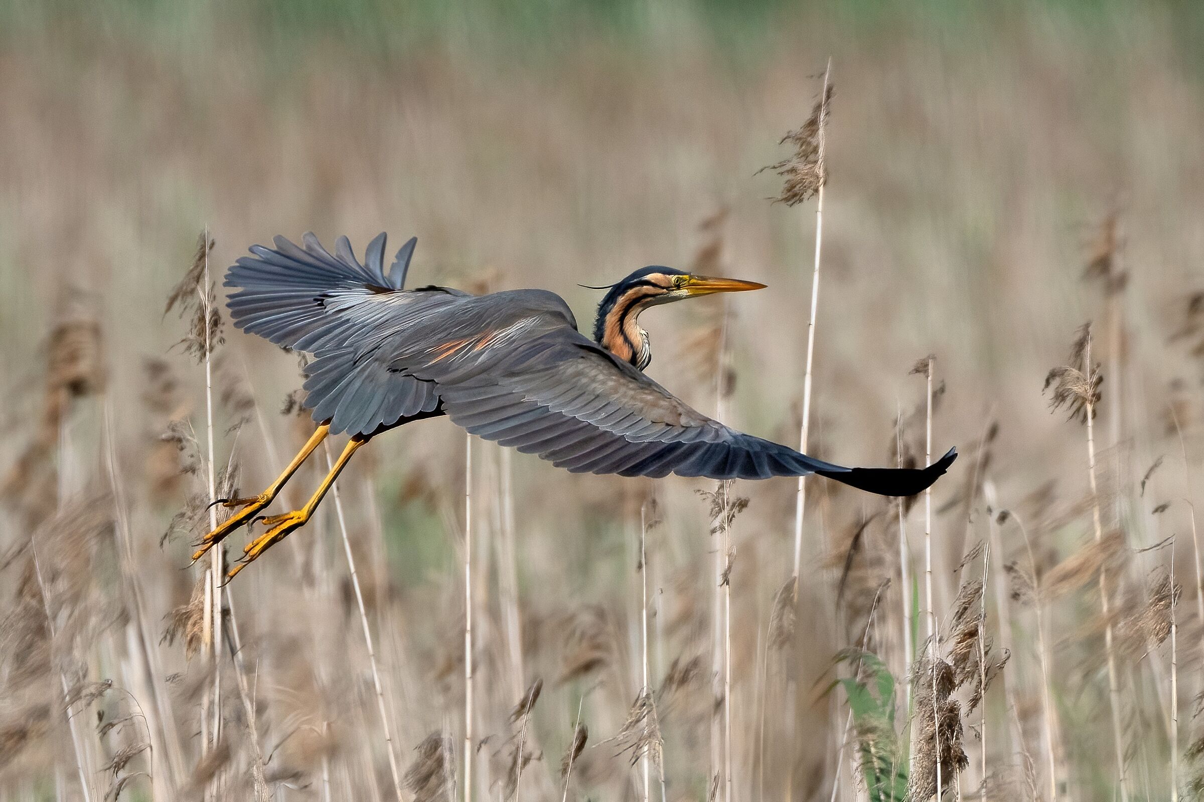 The beauty that emanates from the reeds Red Heron.