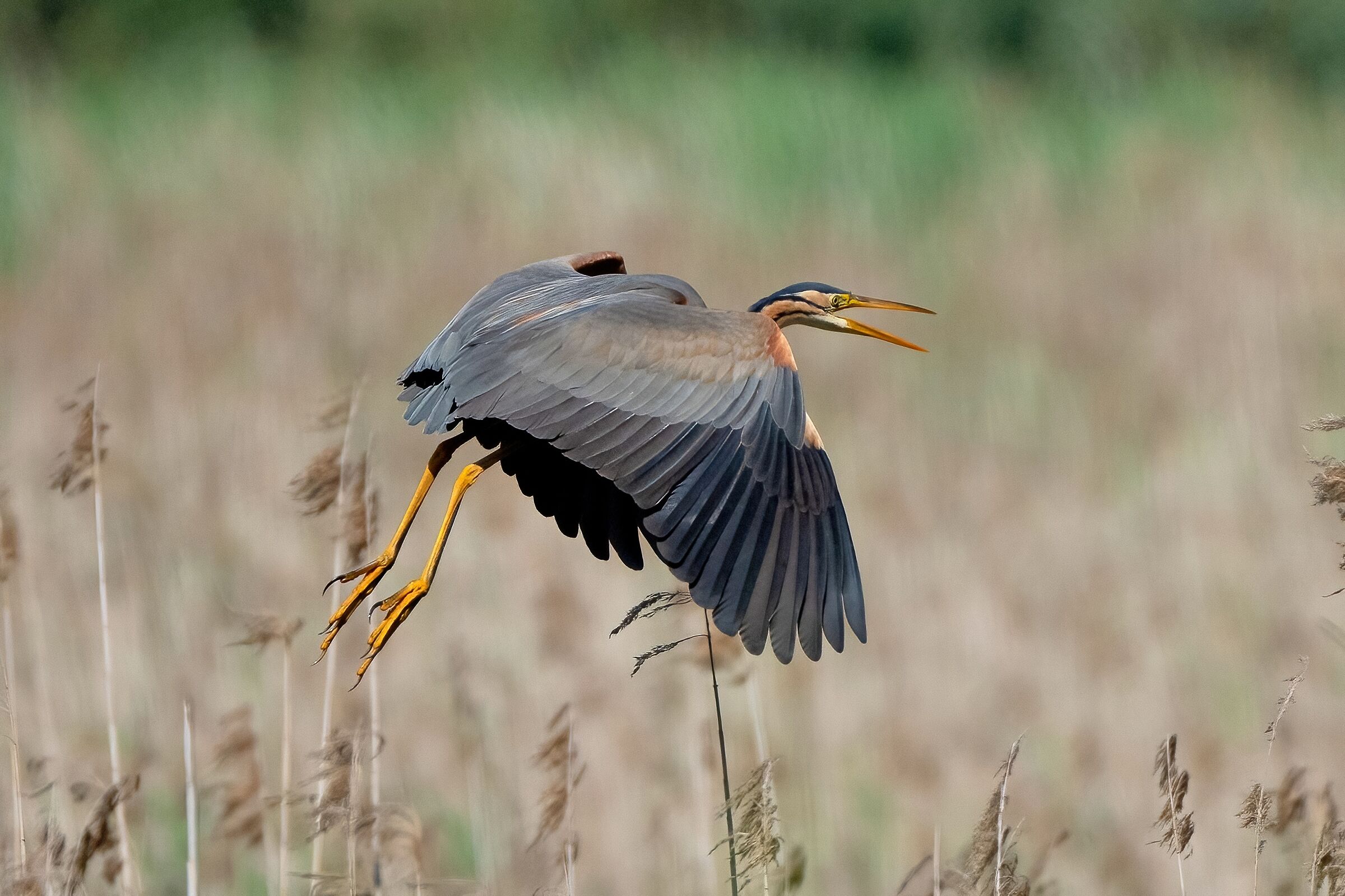 The beauty that emanates from the reeds Red Heron.