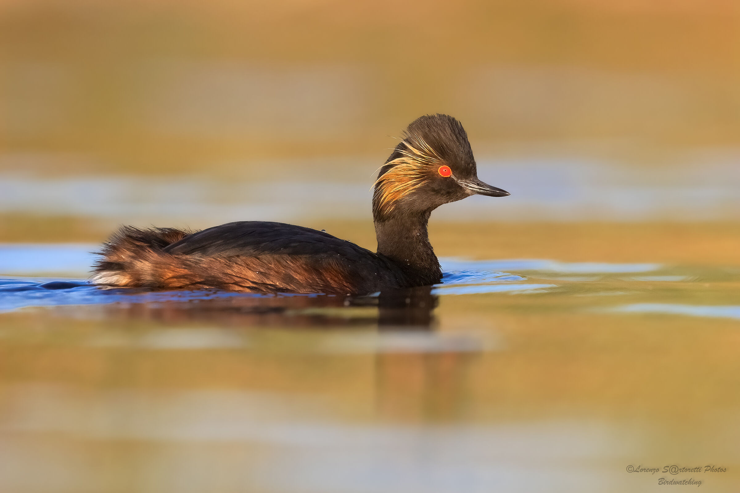 Black-necked grebe