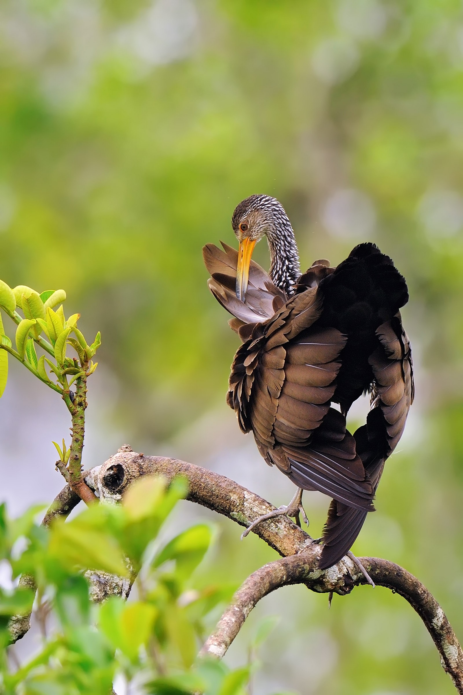 E' l'ora della pulizia!